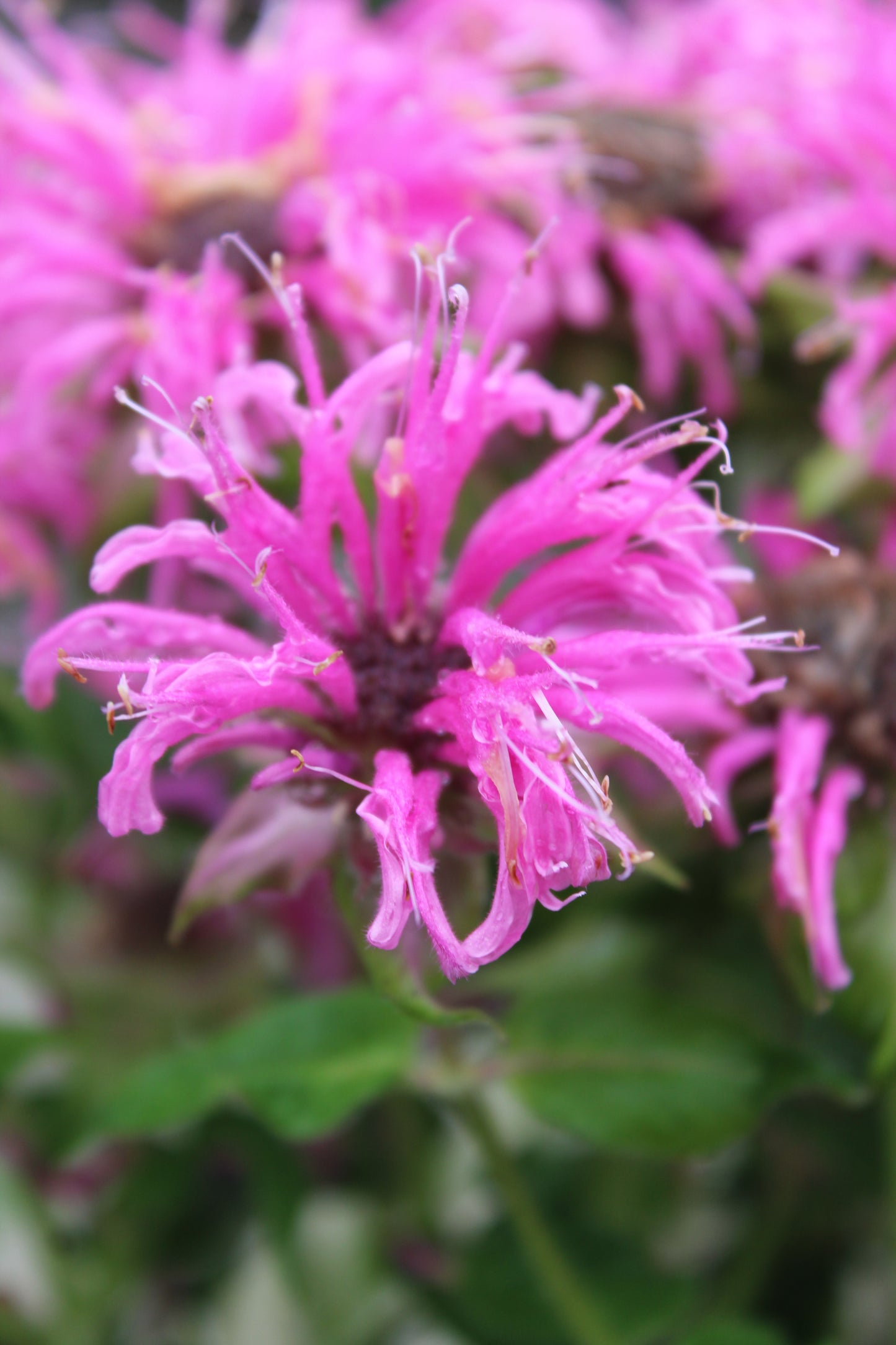 MONARDA Bee-Mine Pink 1g