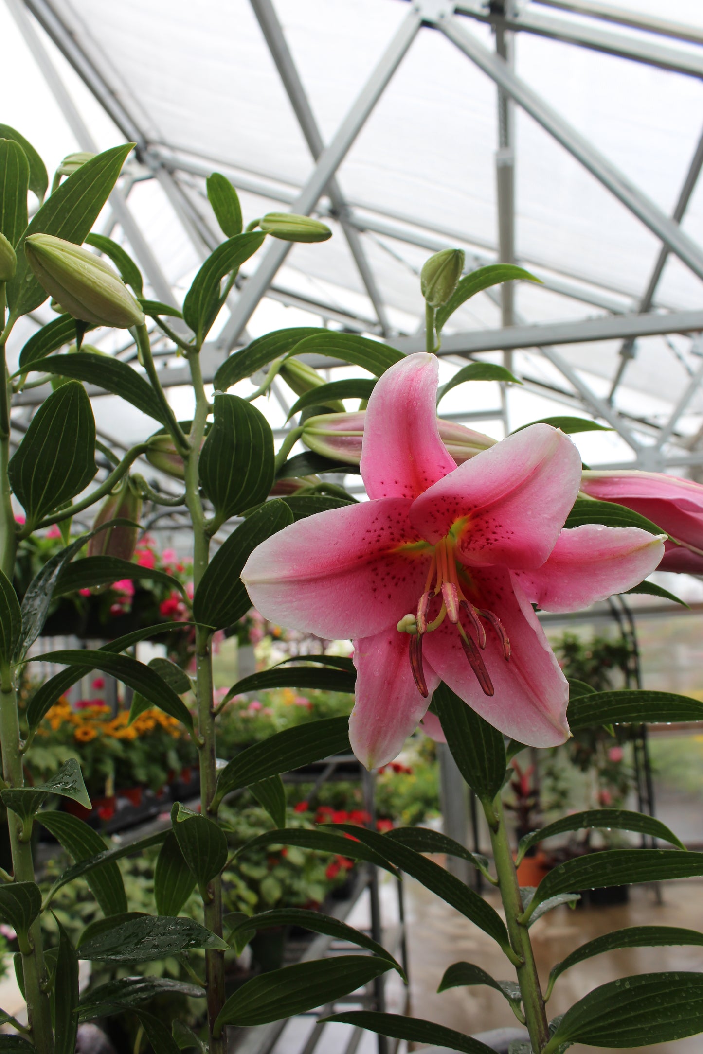 Lilium Stargazer 1g