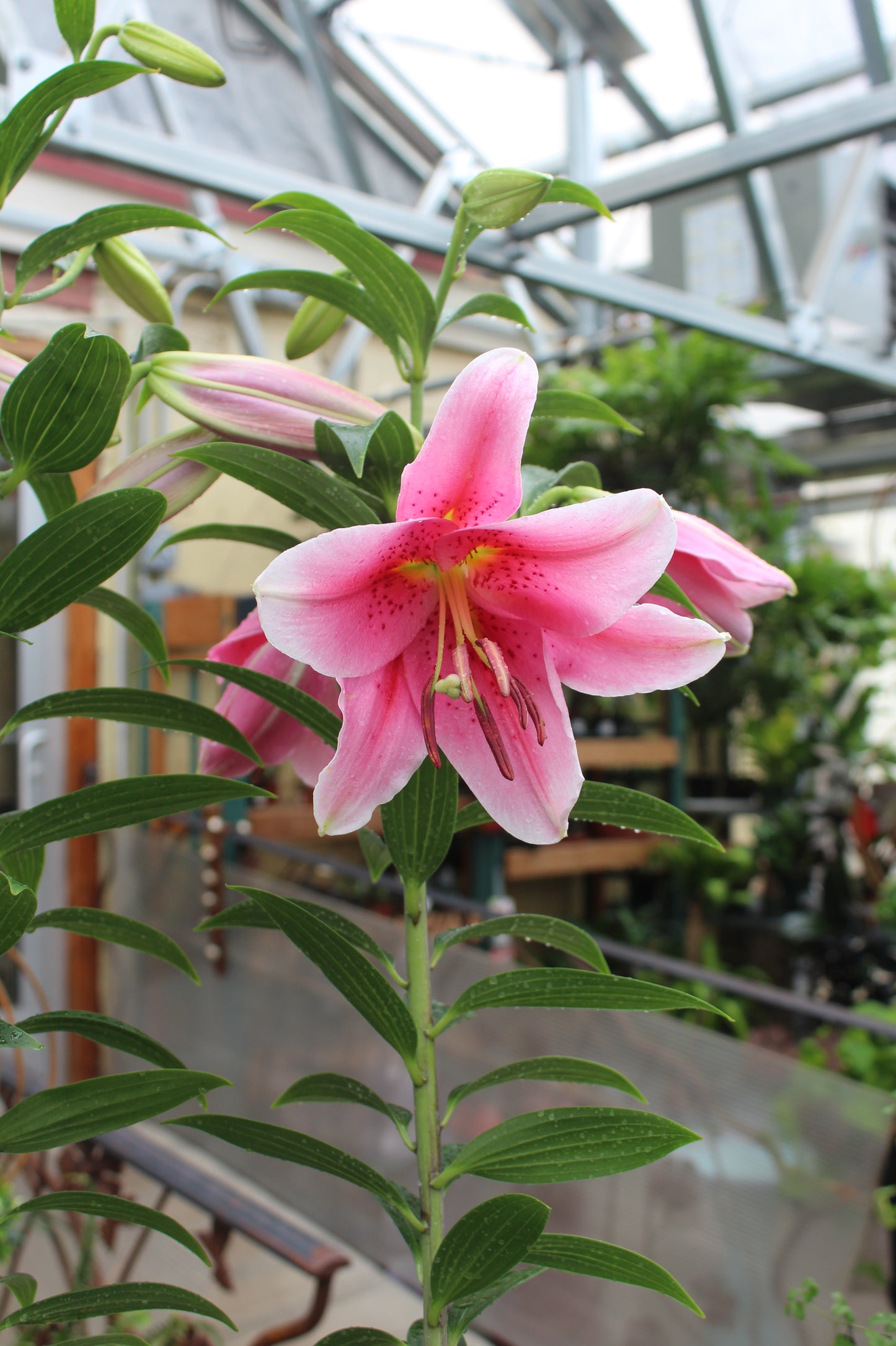 Lilium Stargazer 1g