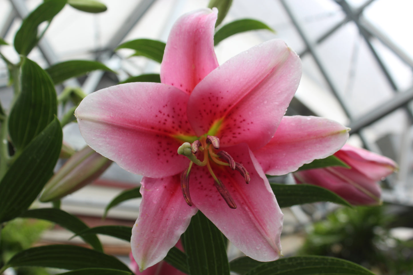 Lilium Stargazer 1g