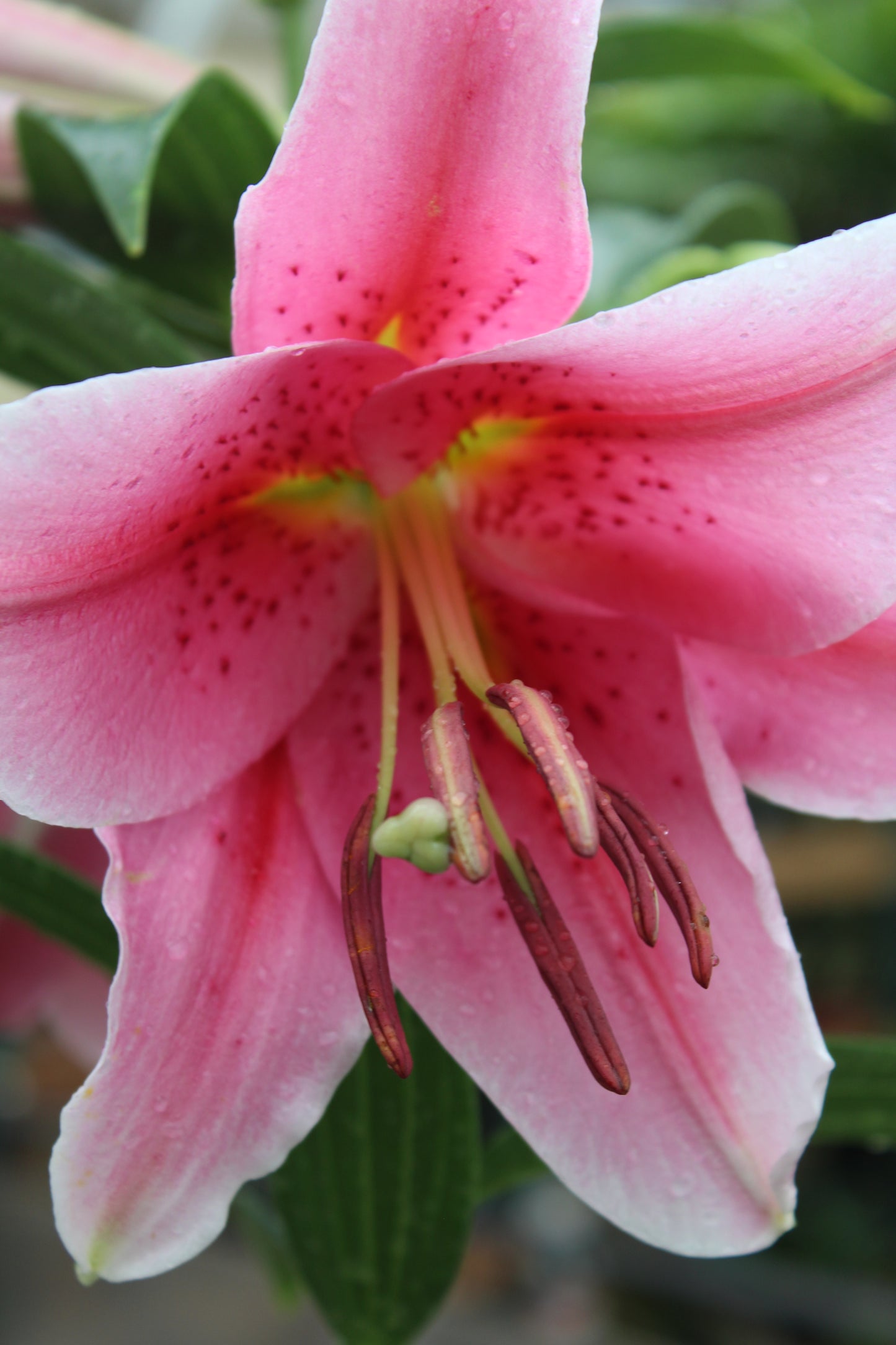 Lilium Stargazer 1g