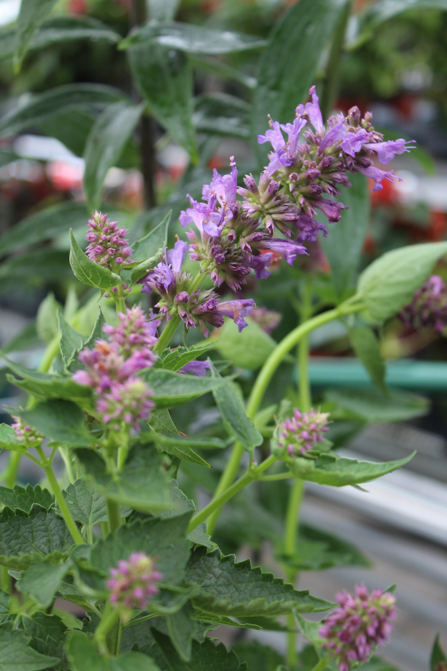 Agastache Blue Boa 1g