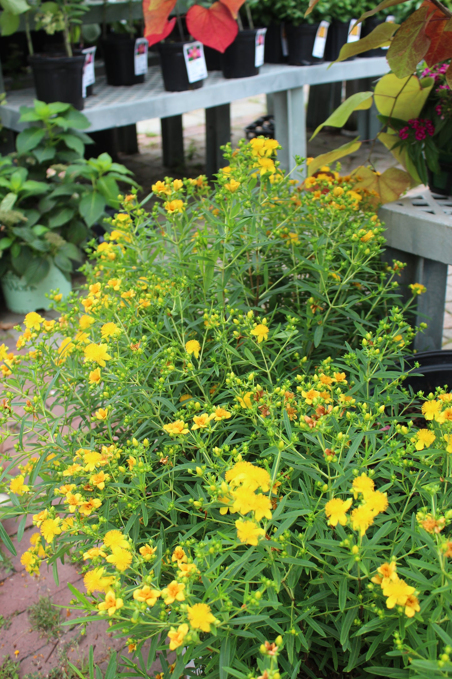 HYPERICUM X `SUNNY BOULEVARD2g