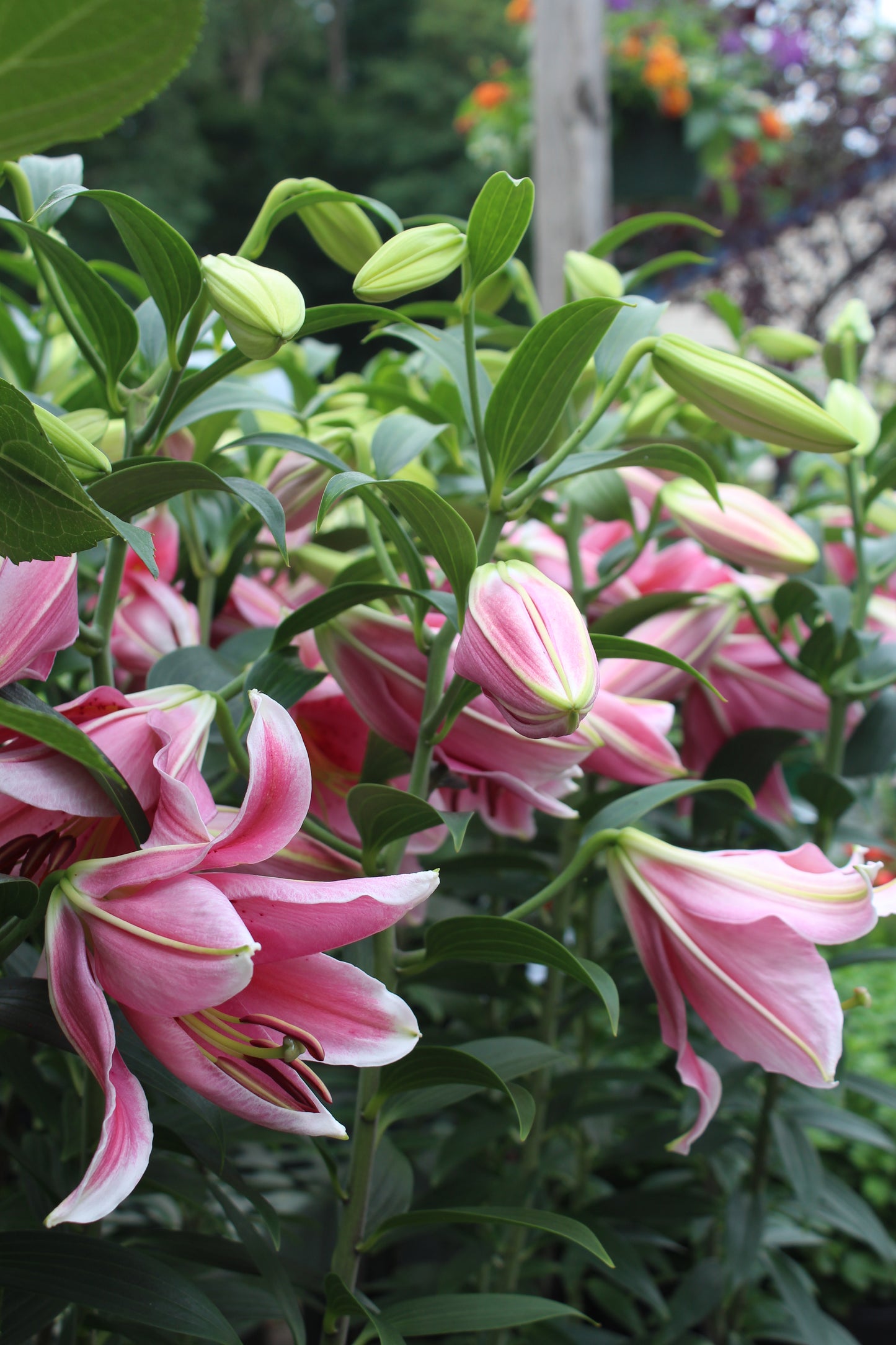 Lilium Stargazer 1g