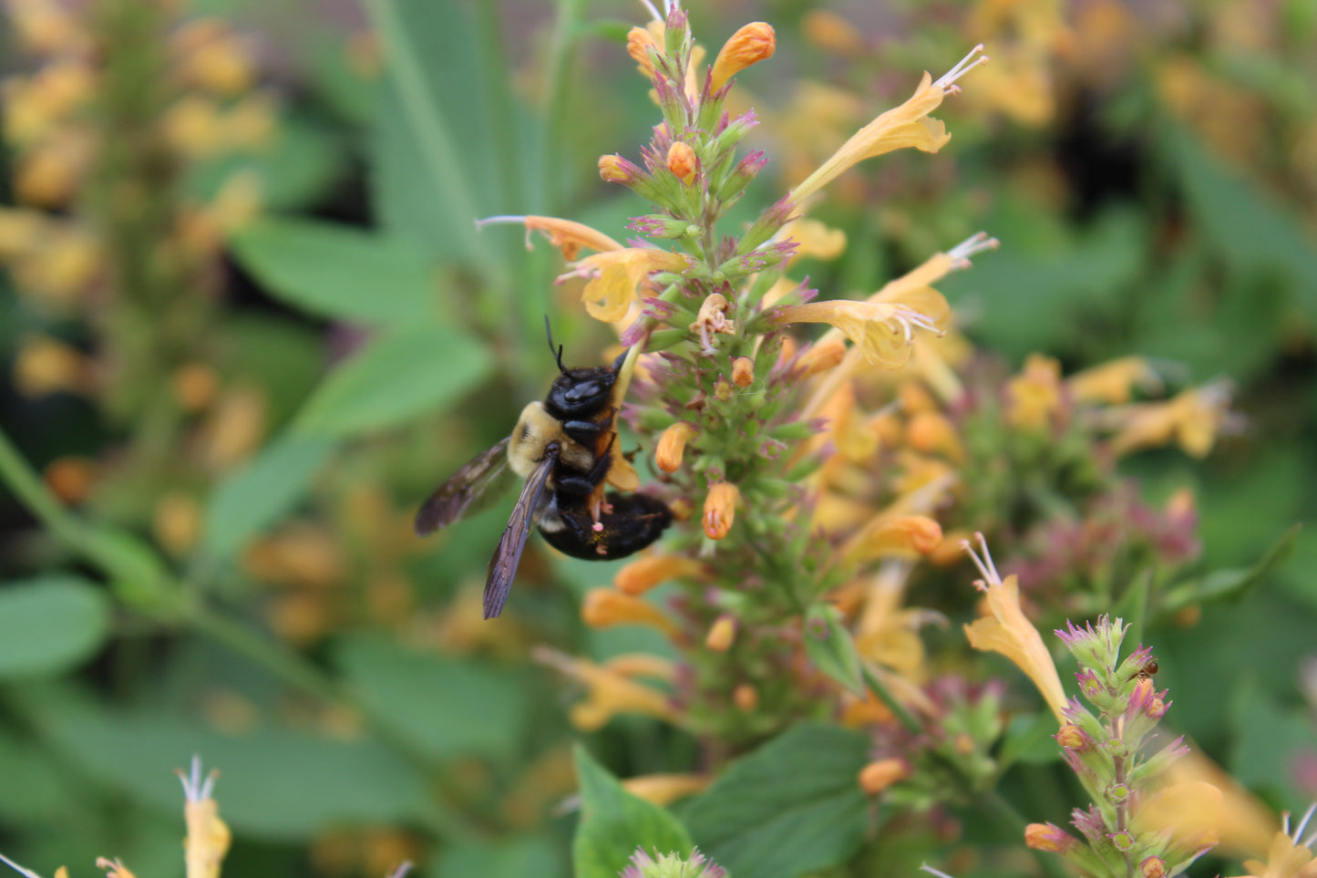 AGASTACHE Kudos Gold 1g