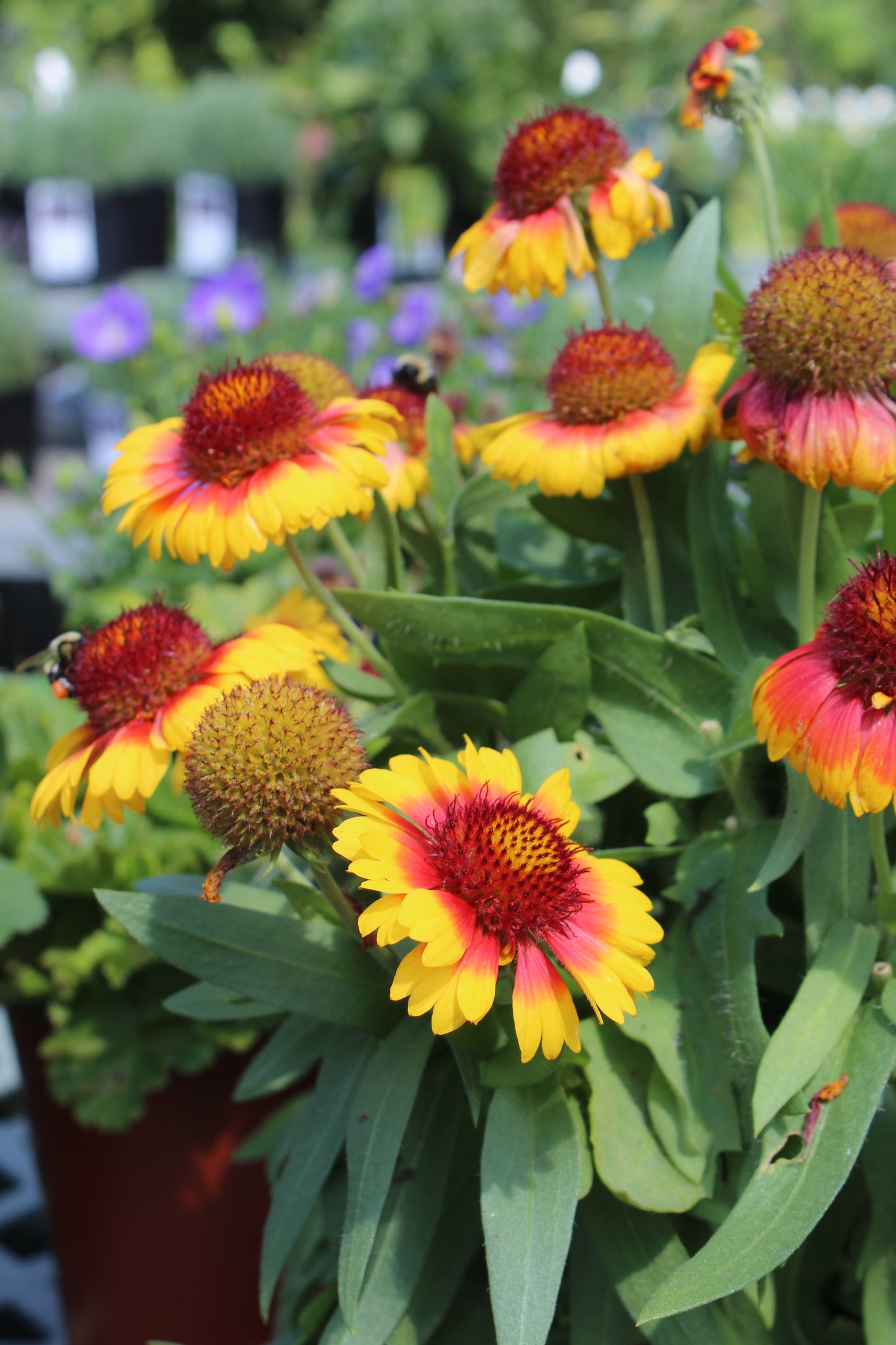 Gaillardia Mesa Bicolor 1g