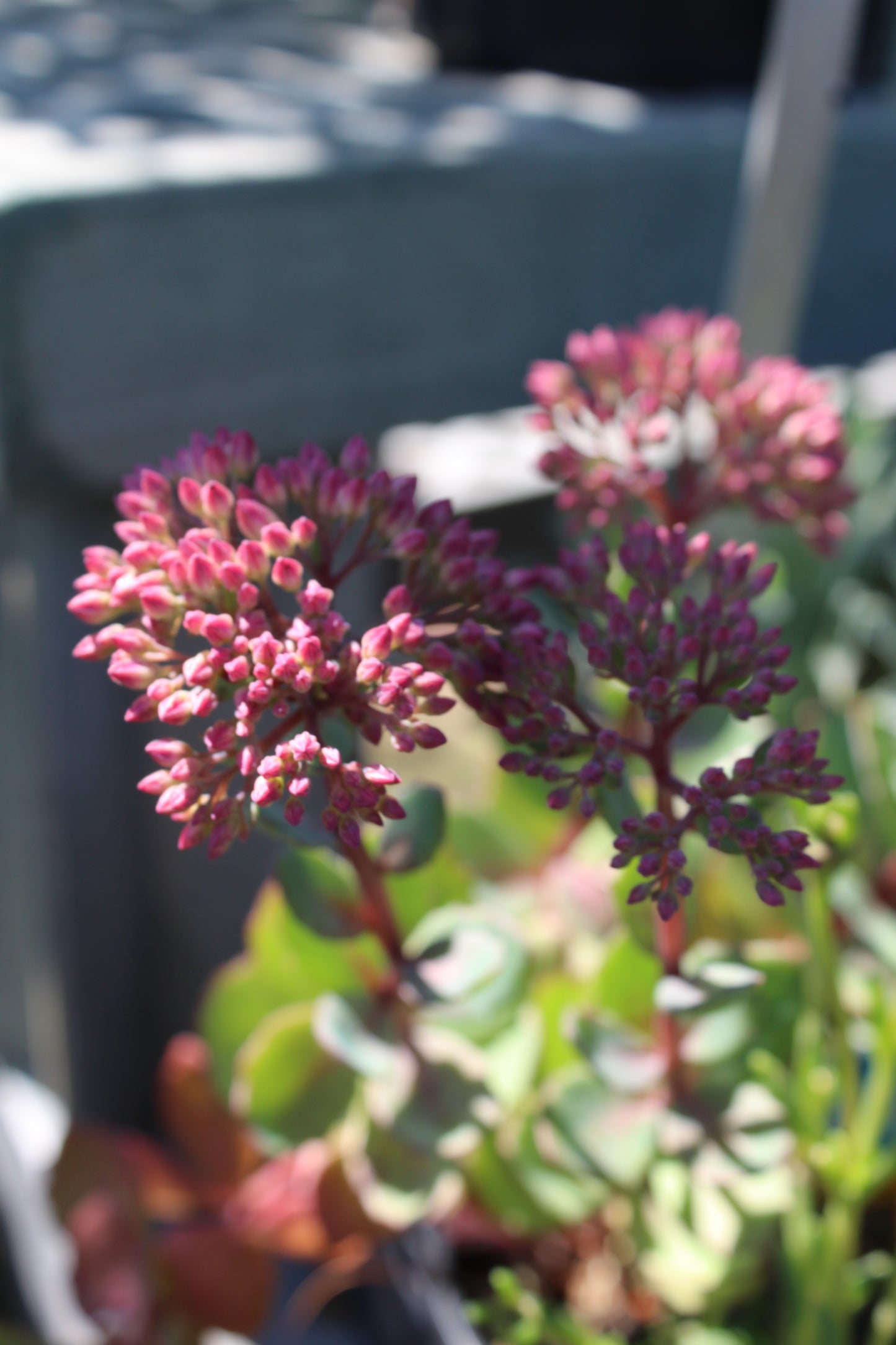 Sedum Vera Jameson quart