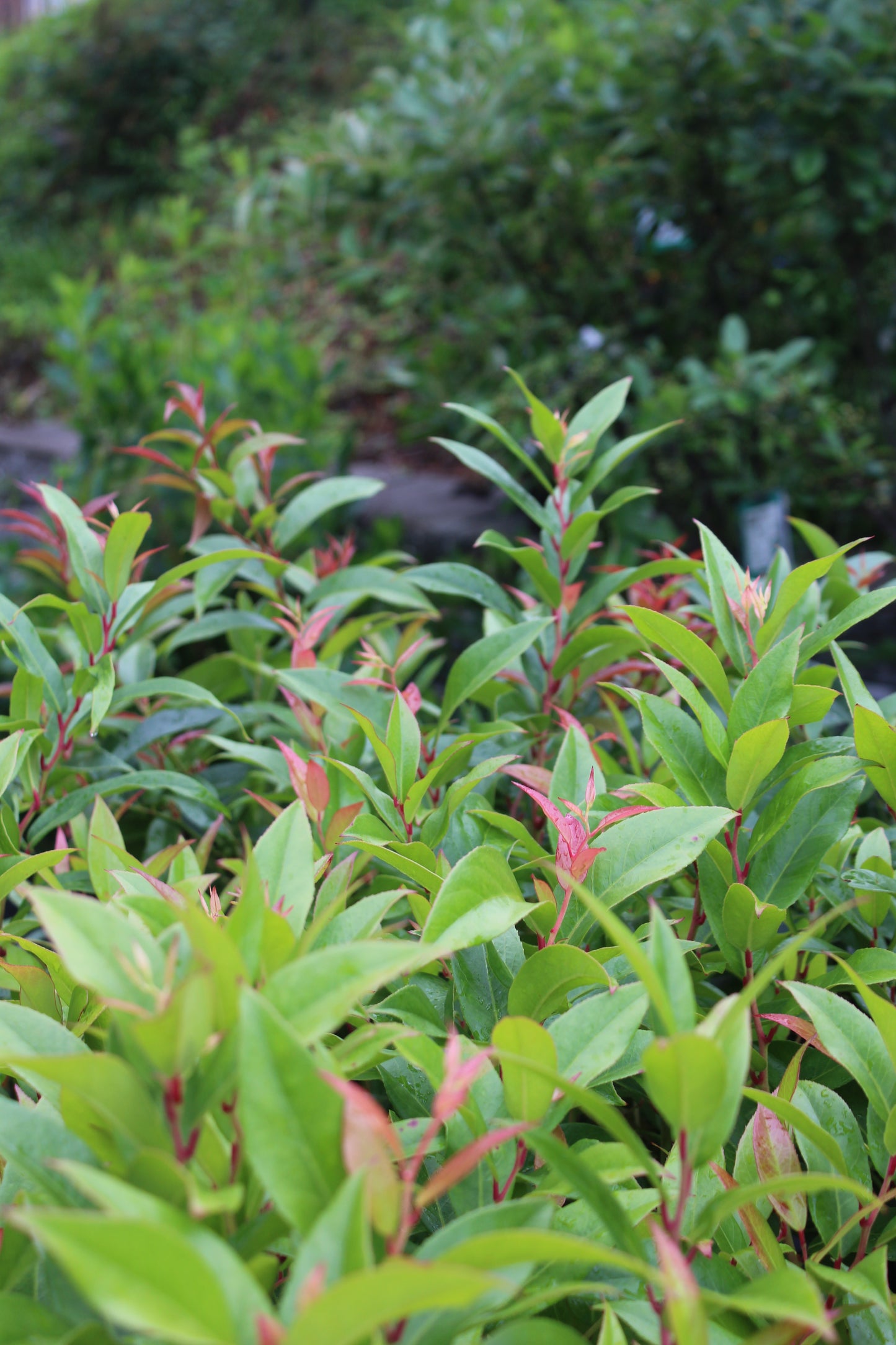 LEUCOTHOE AXILLARIS `SQUIRT 2g