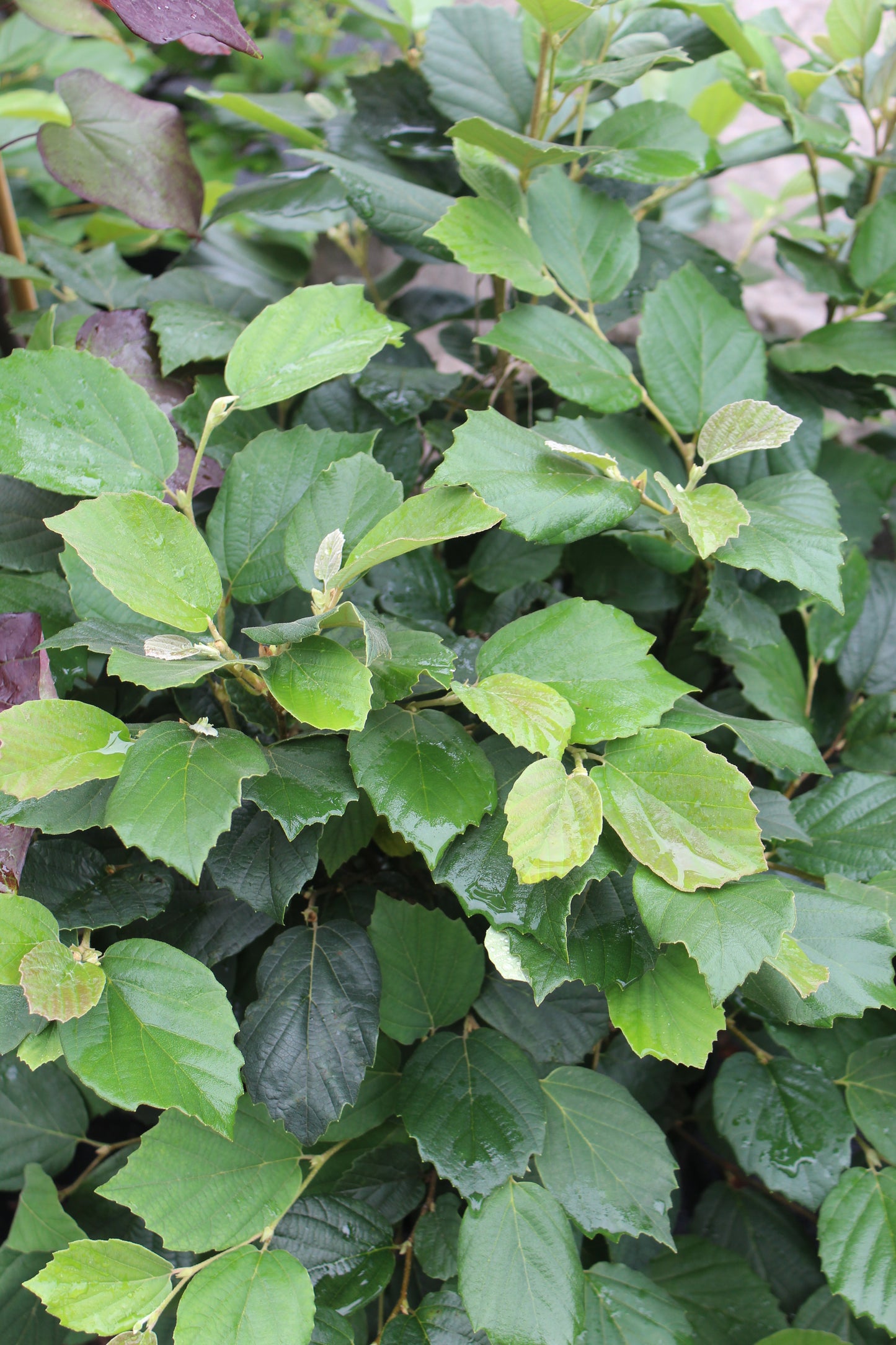 Fothergilla Major Mount Airy 3g
