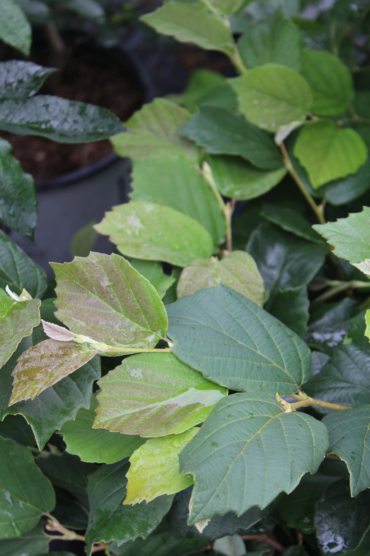 Fothergilla Major Mount Airy 3g