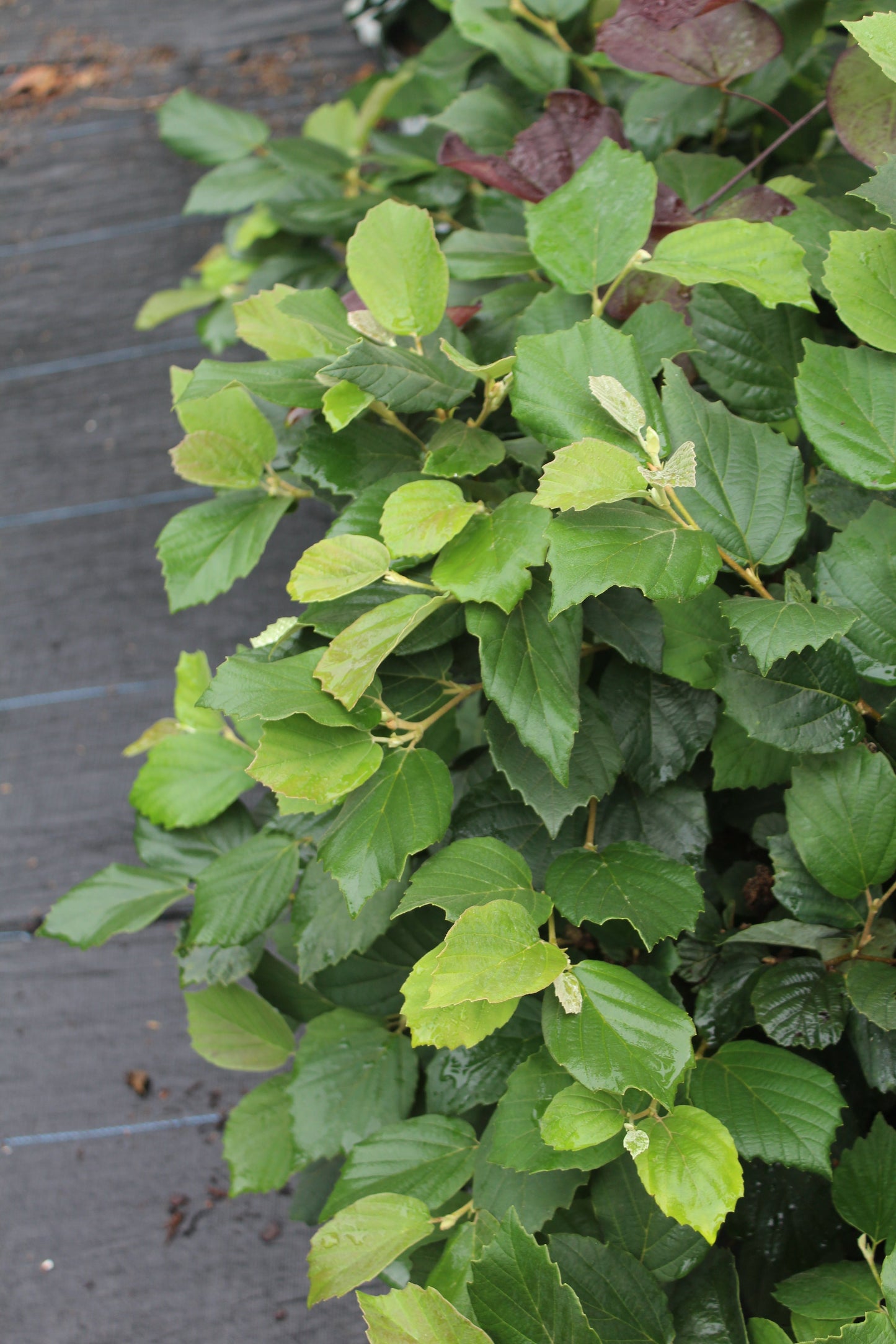 Fothergilla Major Mount Airy 3g