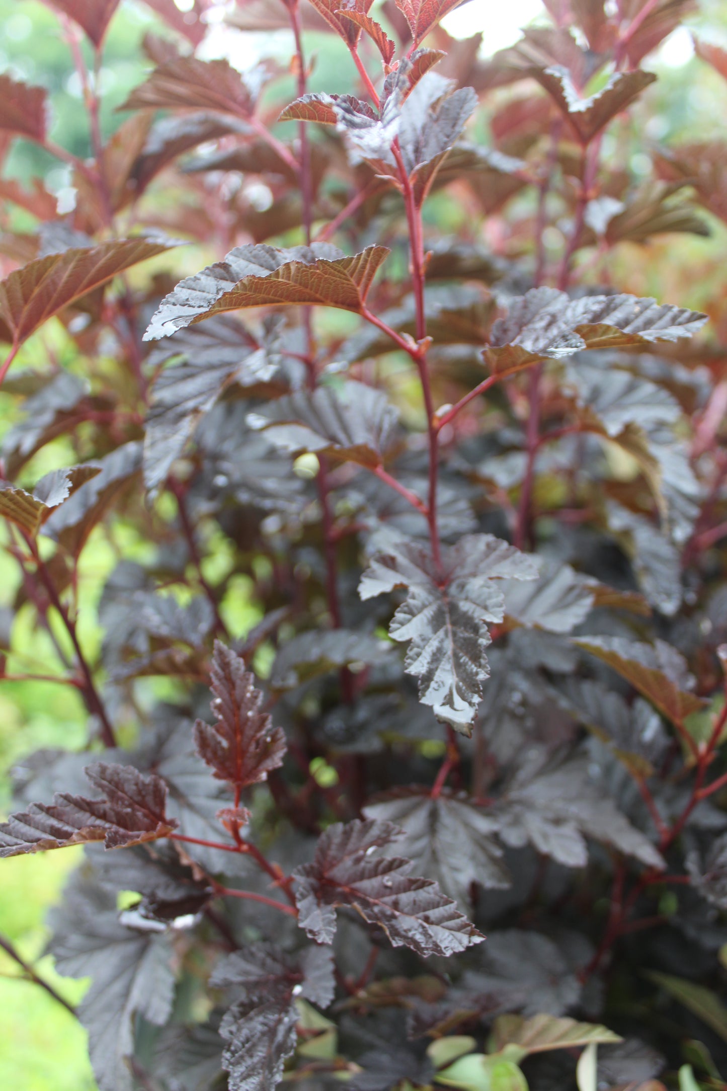 PHYSOCARPUS OP. `PANTHER 2g