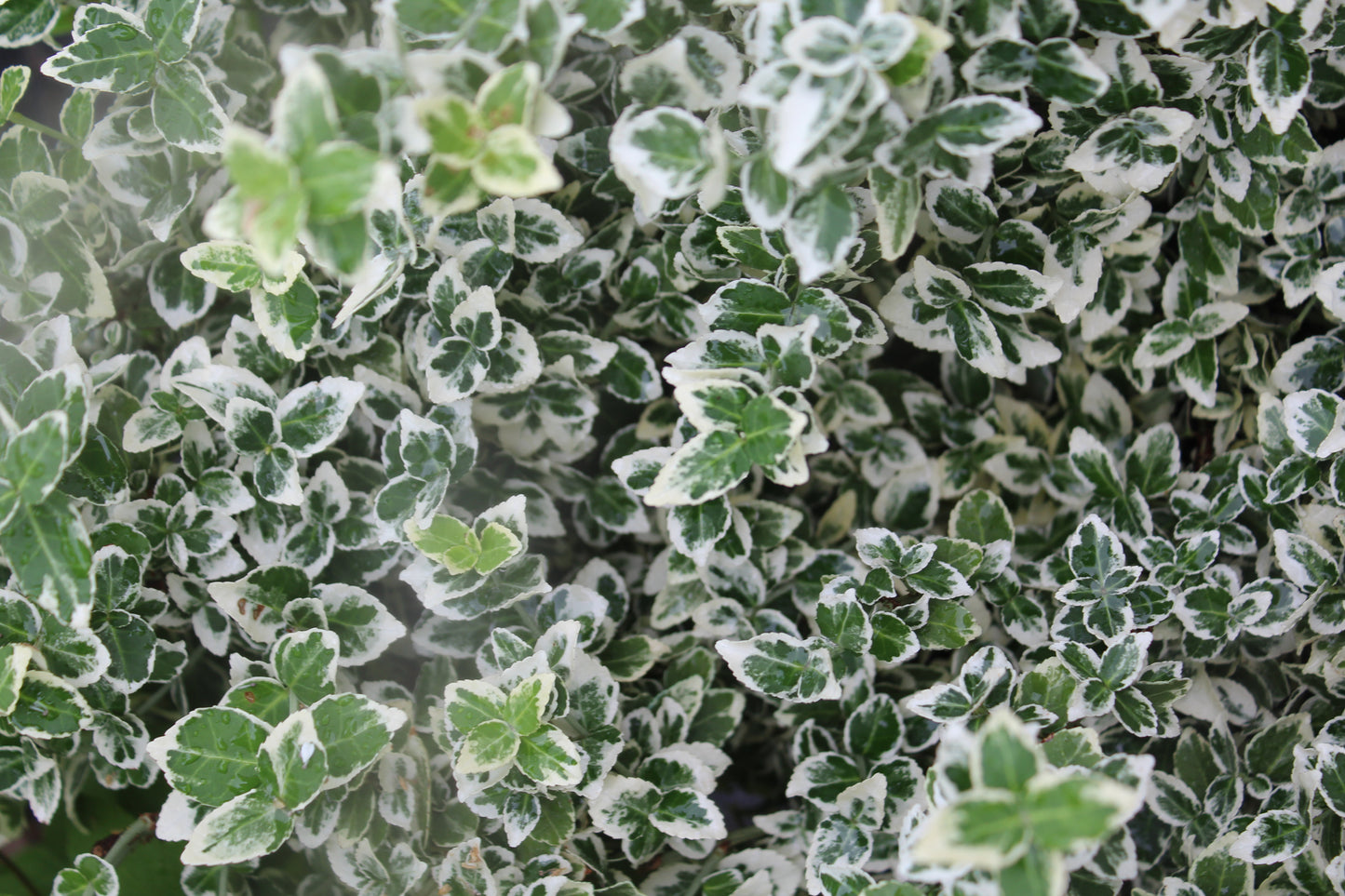 EUONYMUS FORTUNEI `WHITE ALBUM 2g