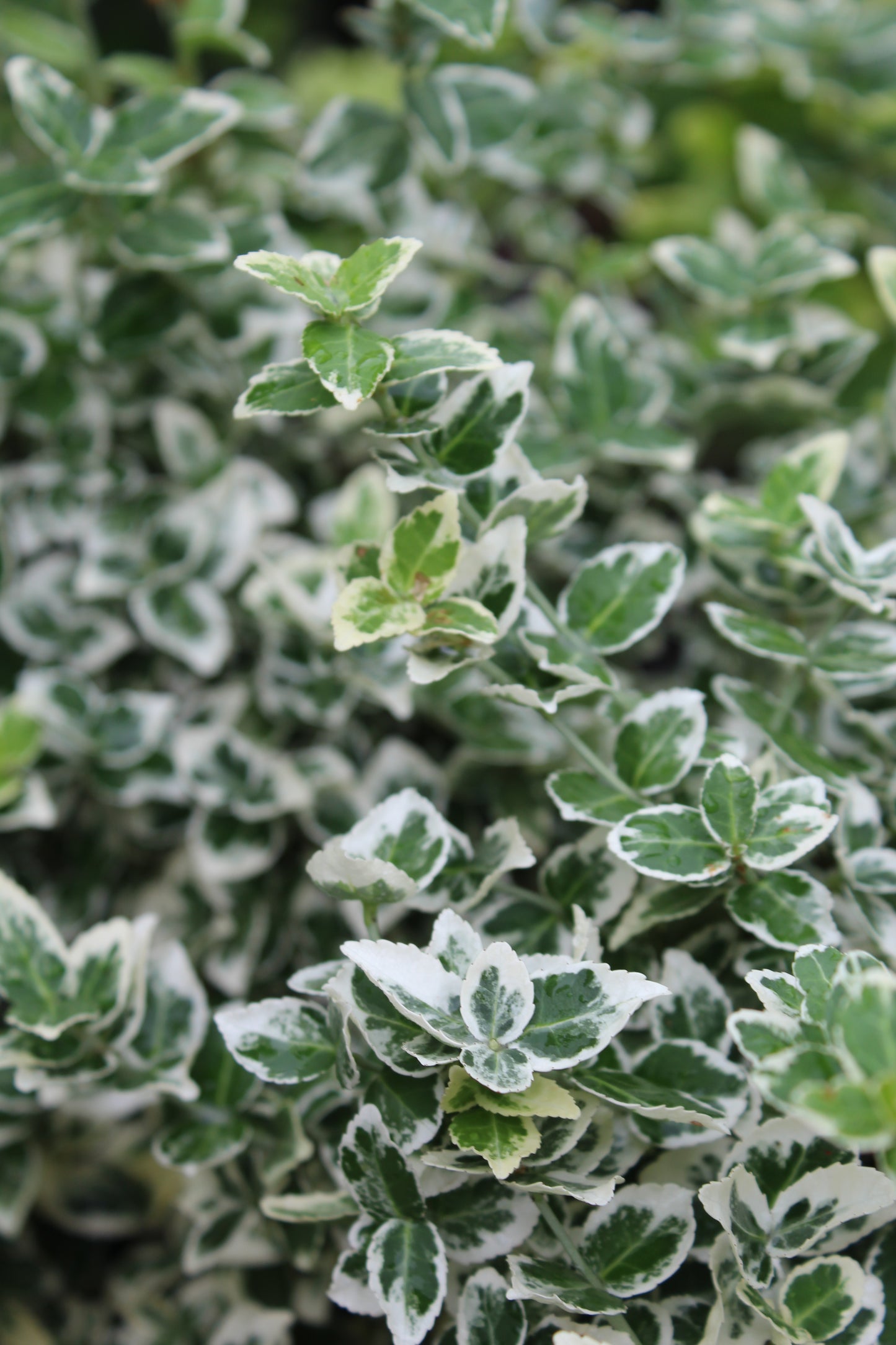 EUONYMUS FORTUNEI `WHITE ALBUM 2g