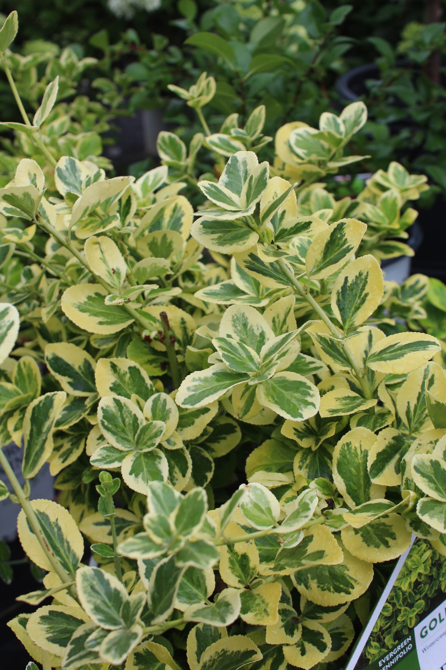 EUONYMUS FORTUNEI GOLD SPLASH 3g