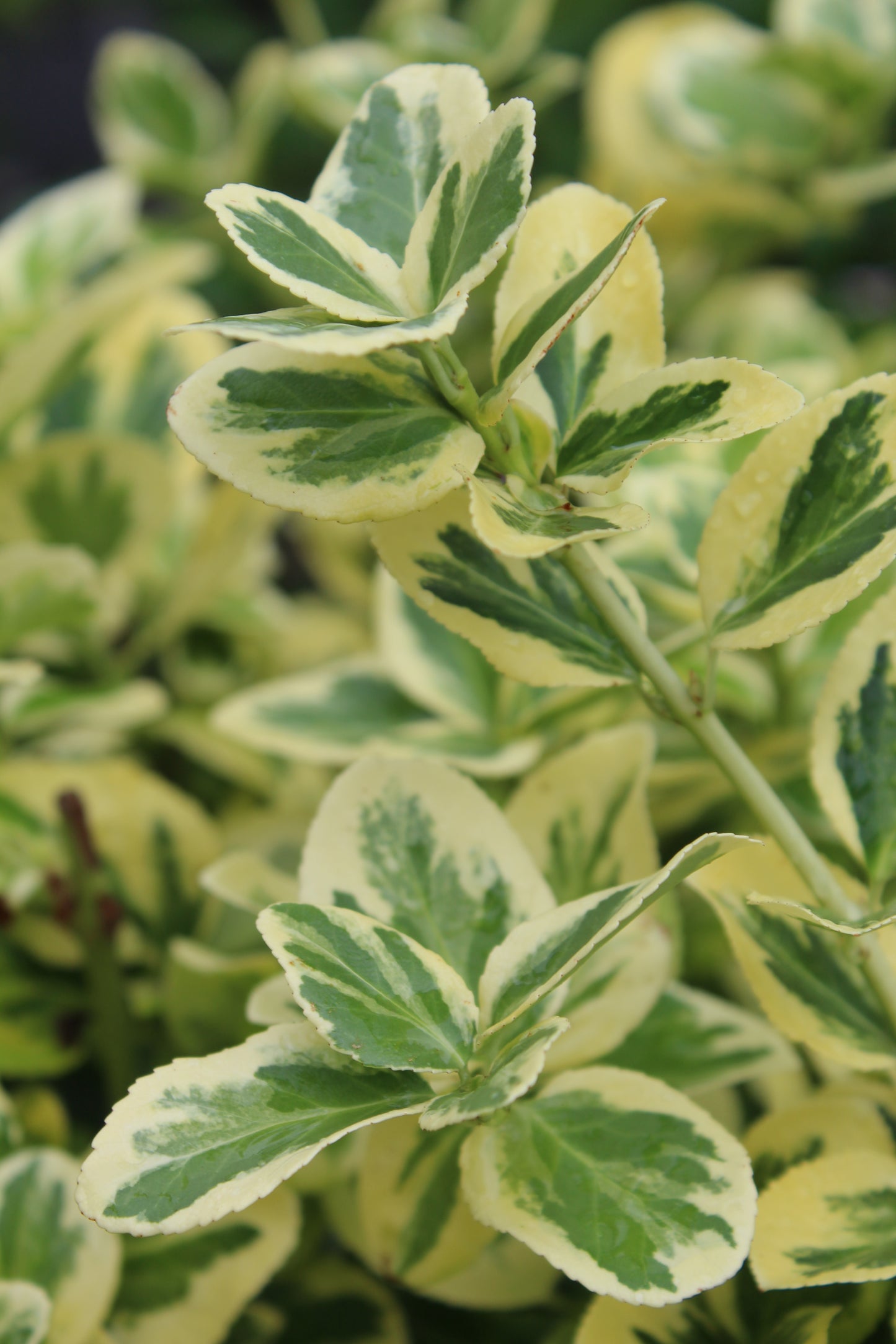 EUONYMUS FORTUNEI GOLD SPLASH 3g