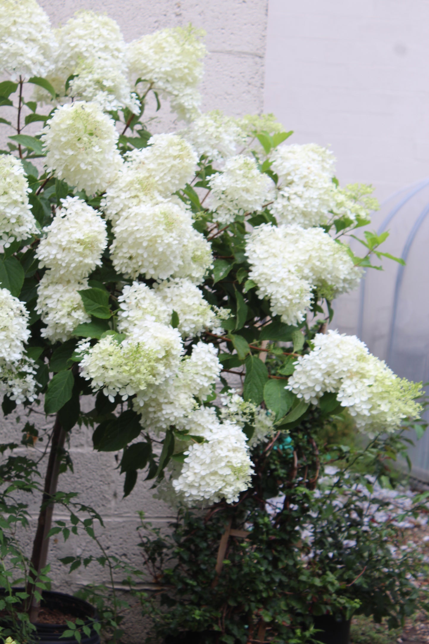HYDRANGEA PAN. `PHANTOM` TREE 7g