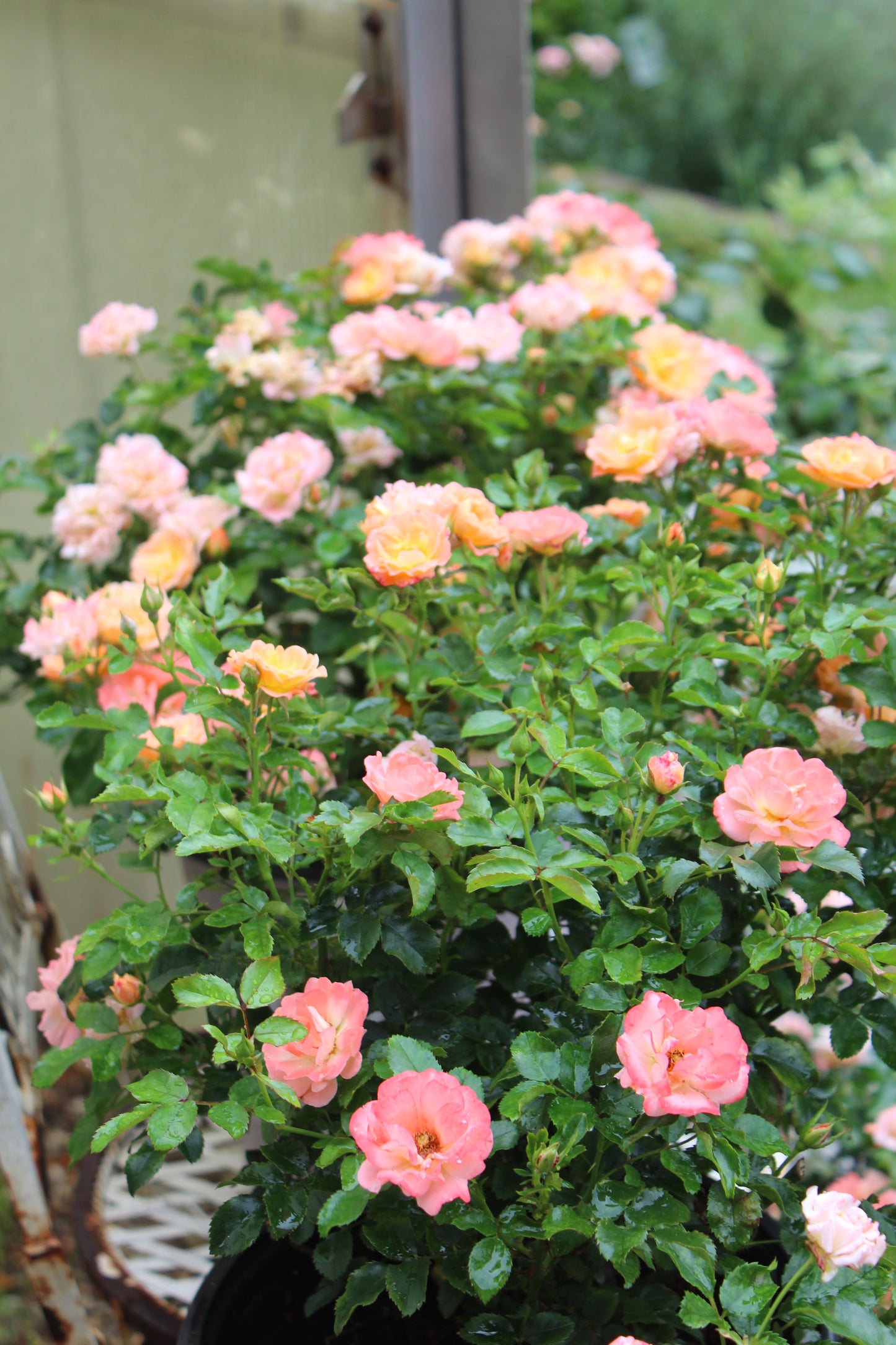 Rosa x Peach Drift 2 gal