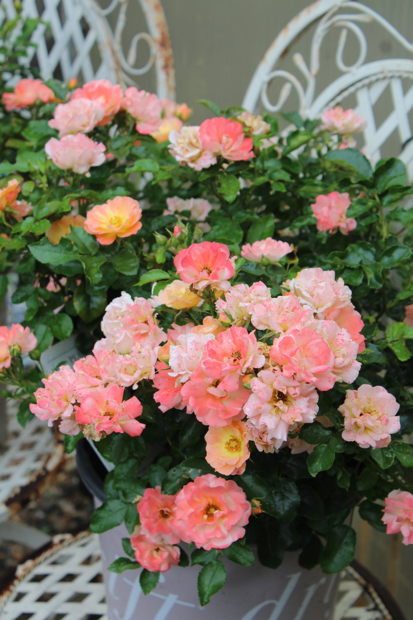 Rosa x Peach Drift 2 gal