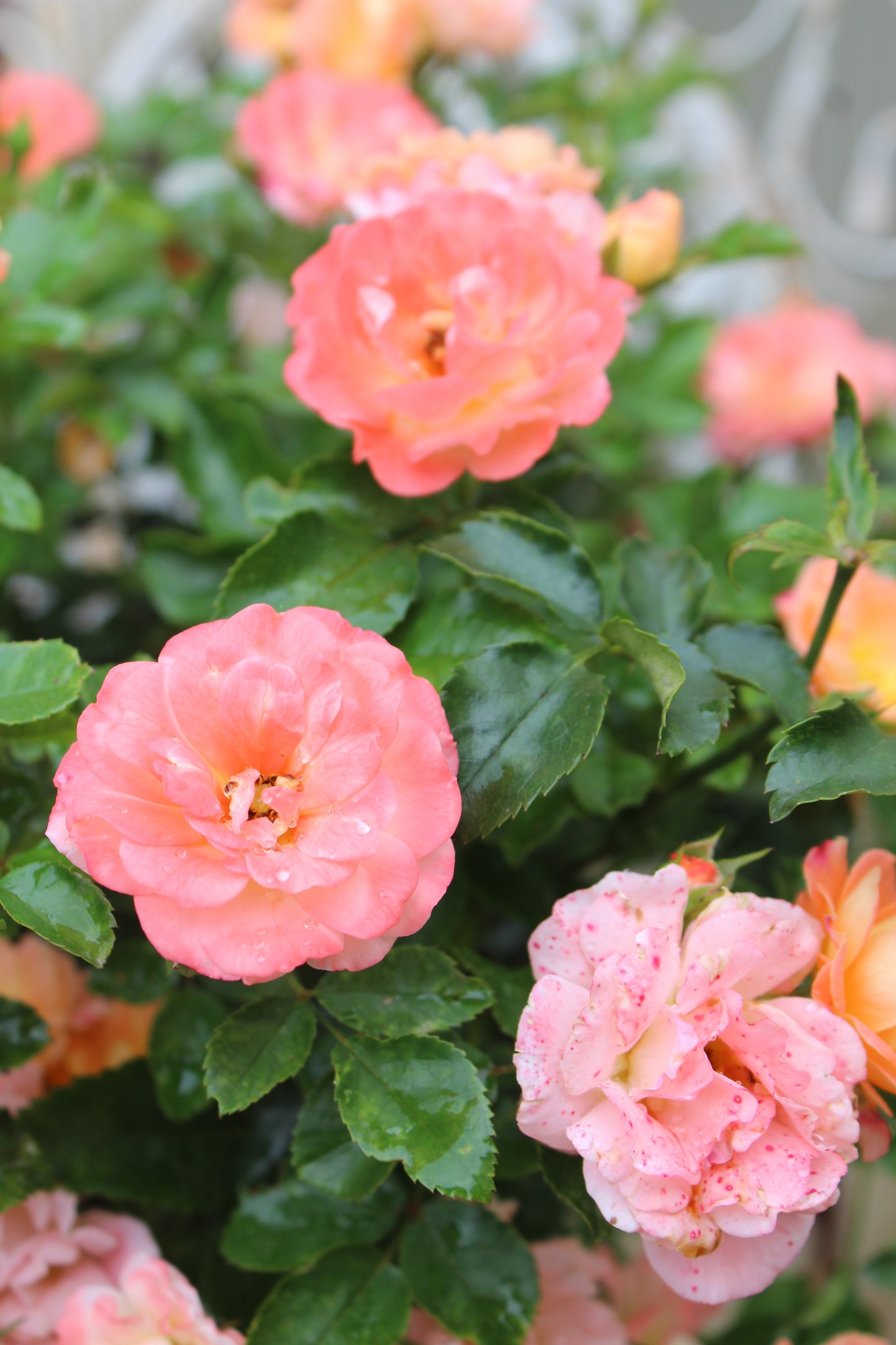 Rosa x Peach Drift 2 gal
