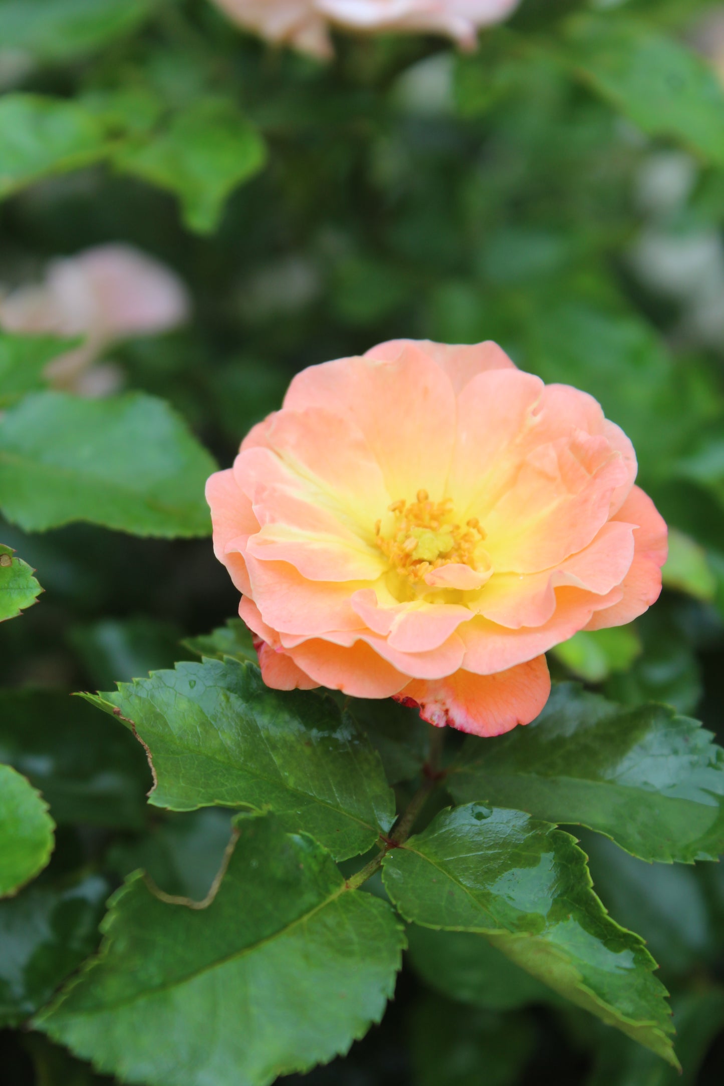 Rosa x Peach Drift 2 gal