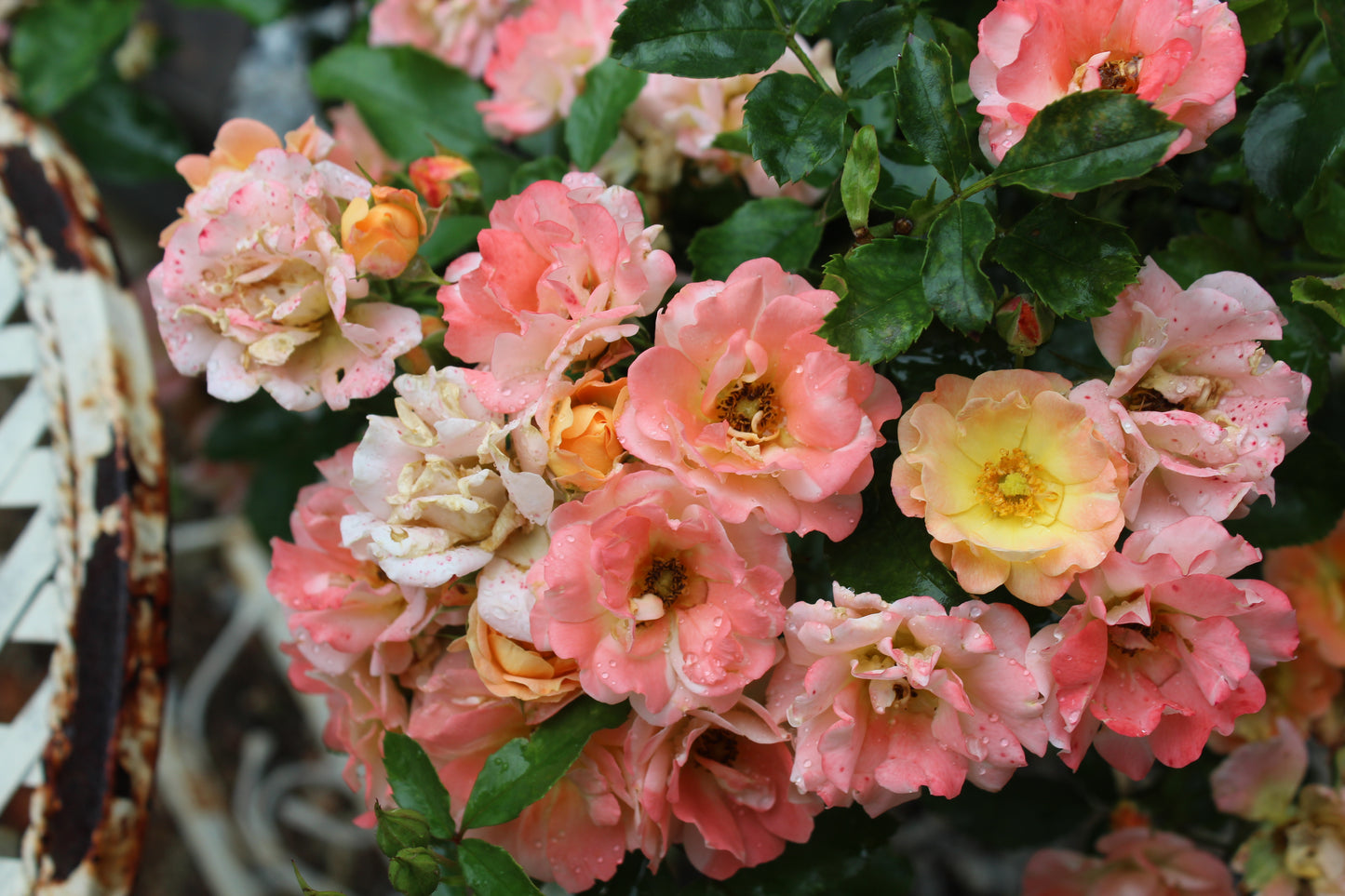 ROSA `DRIFT PEACH 2g