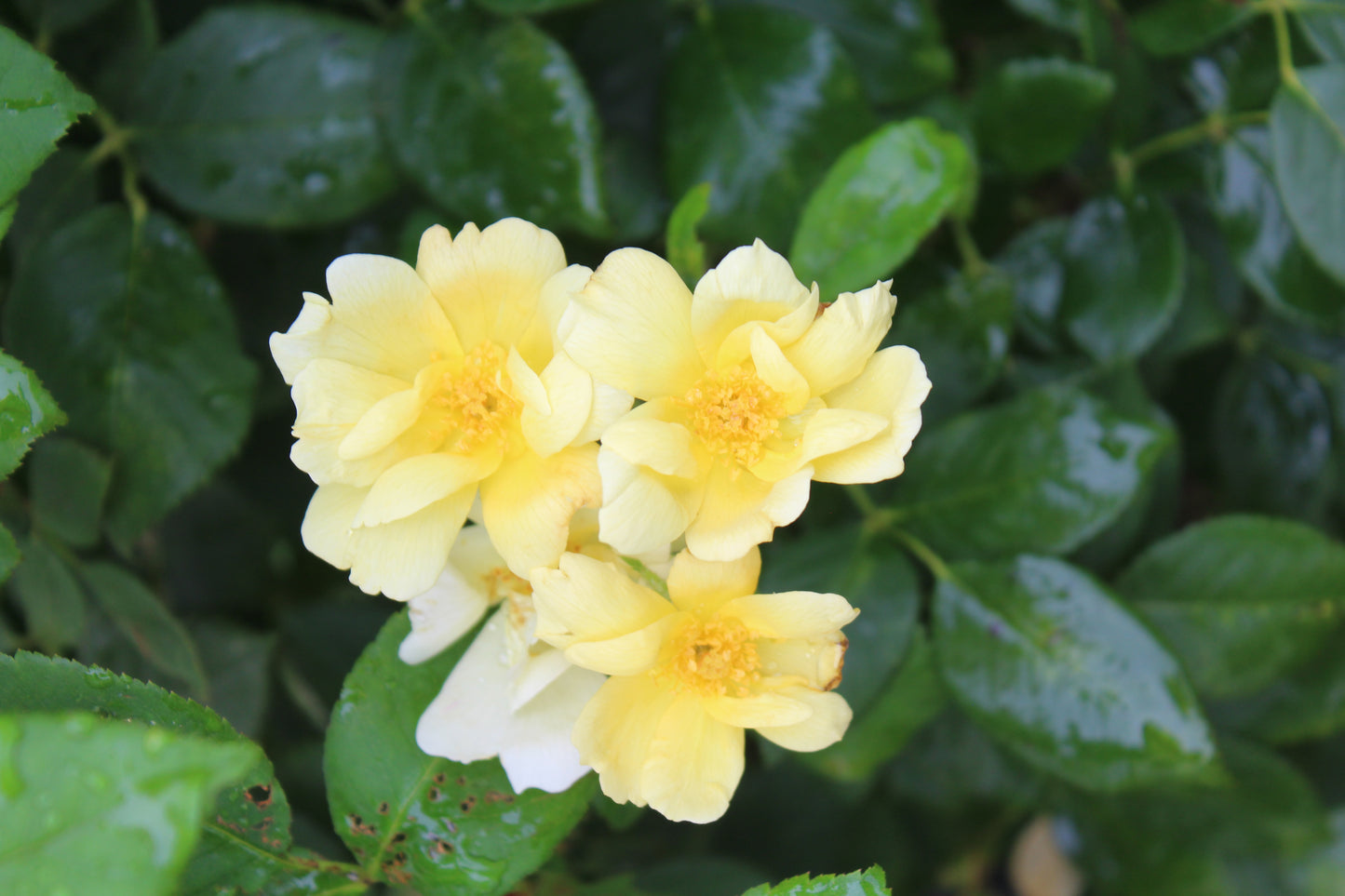 Rose Sunny Knock out 3g