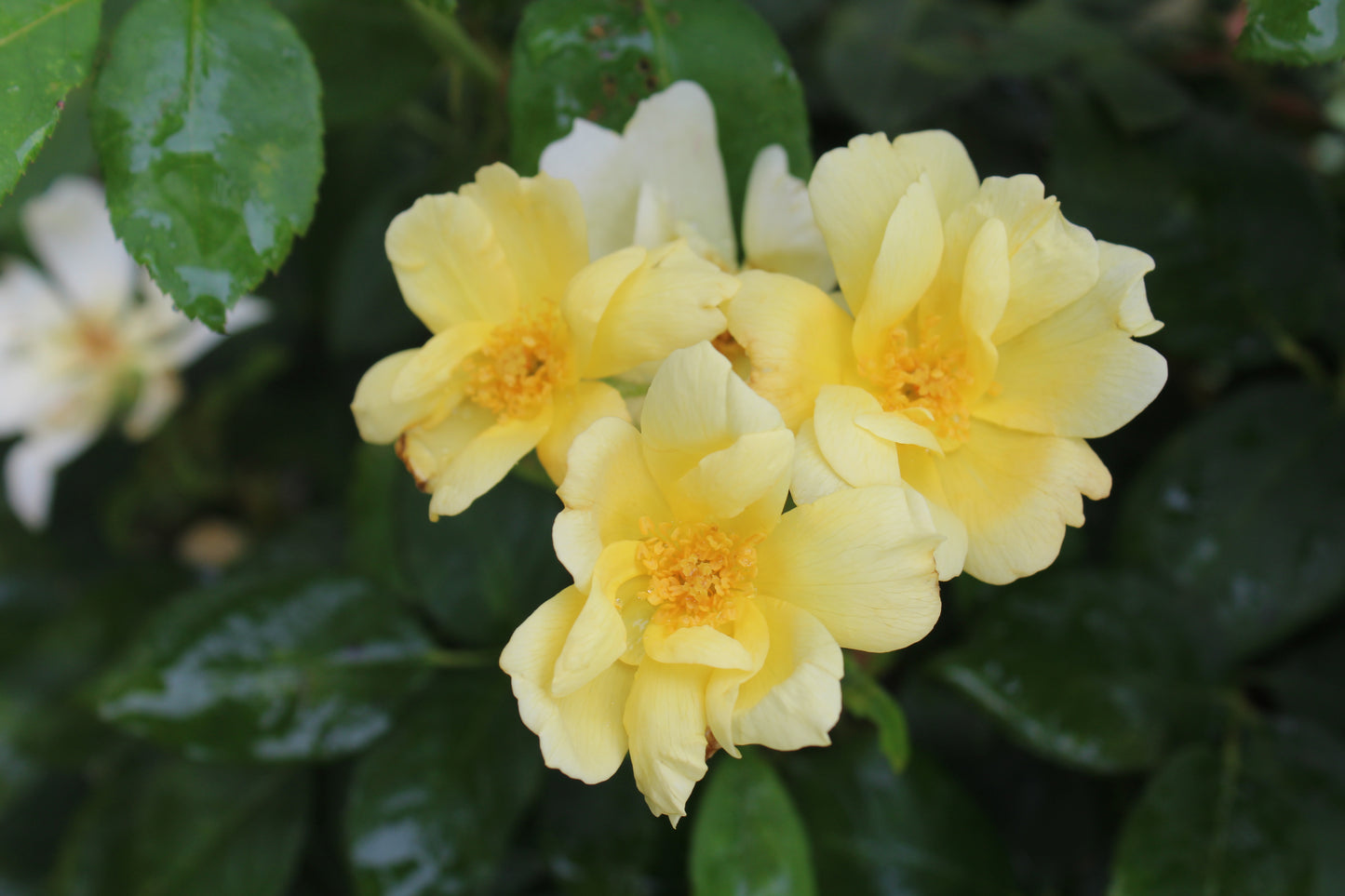 Rose Sunny Knock out 3g