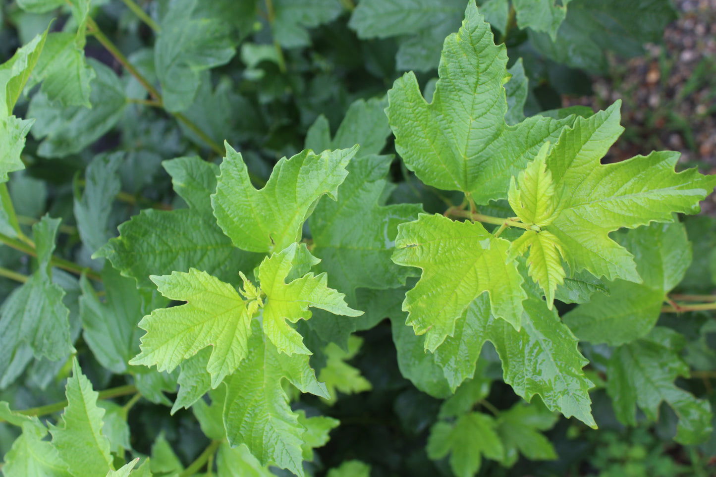 VIBURNUM OPULUS `ROSEUM 3g