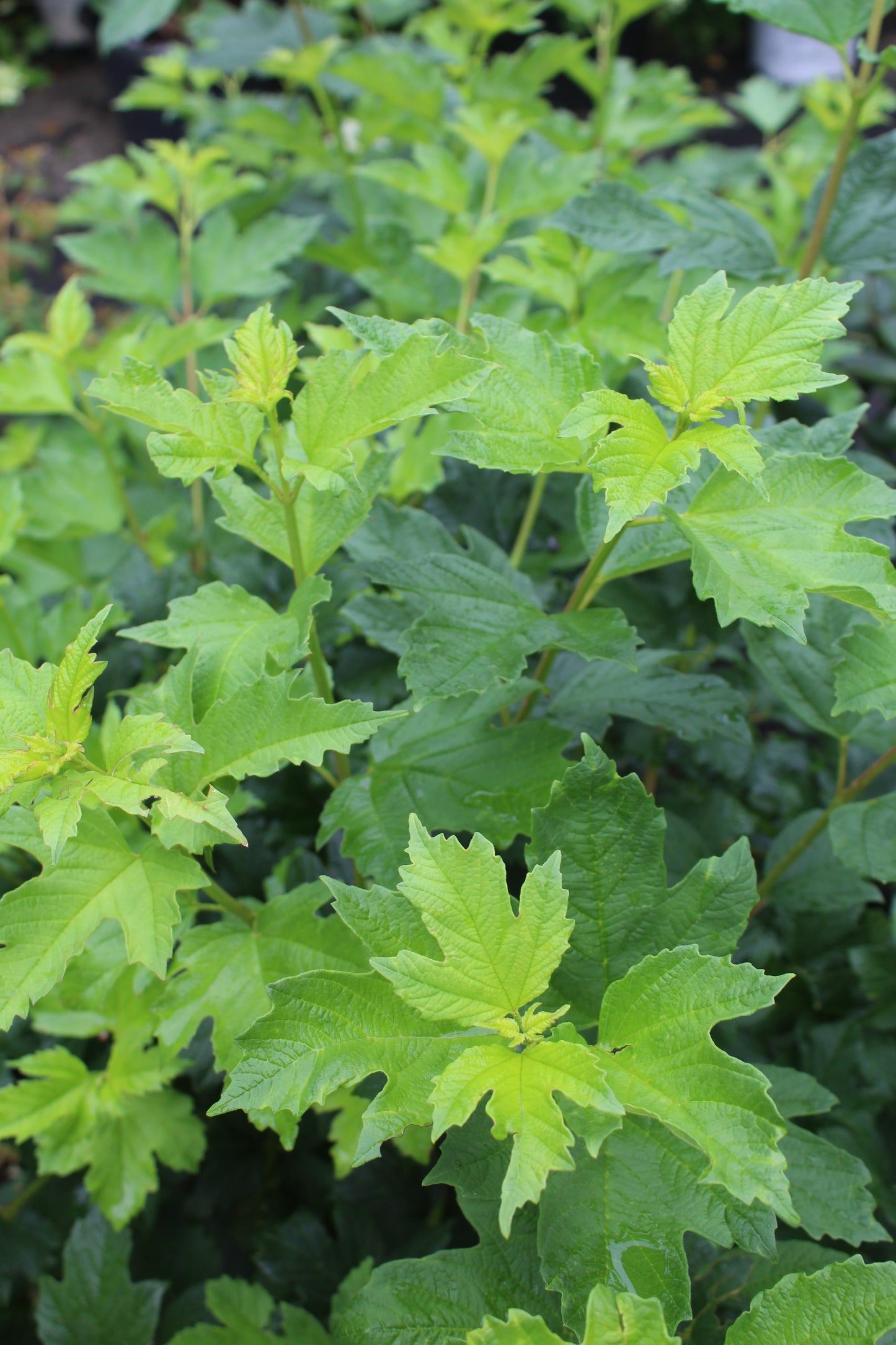 VIBURNUM OPULUS `ROSEUM 3g