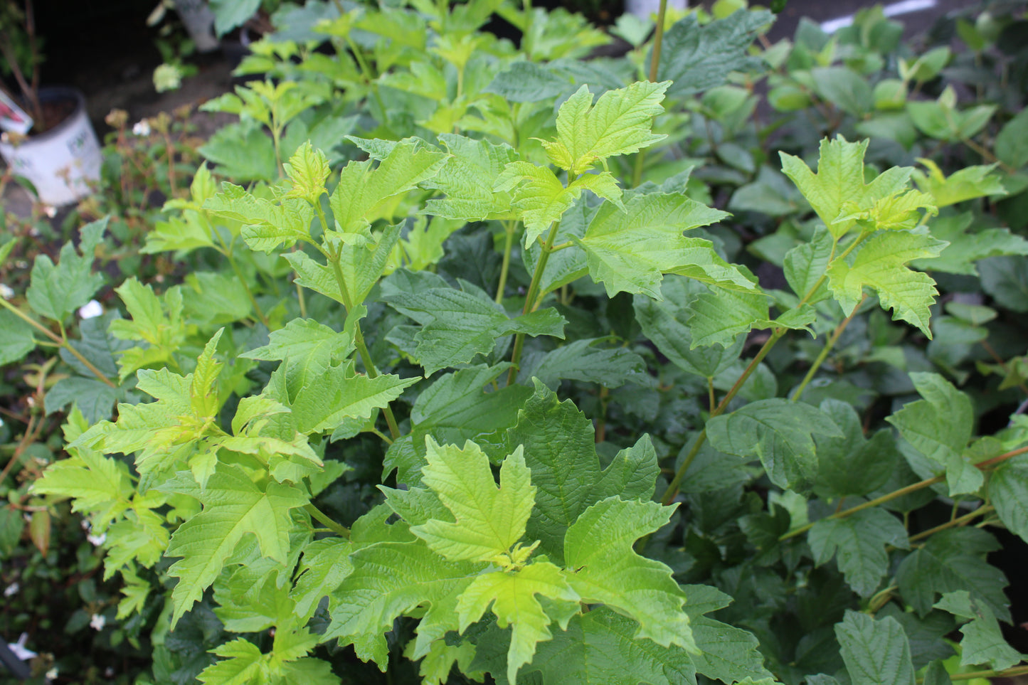 VIBURNUM OPULUS `ROSEUM 3g
