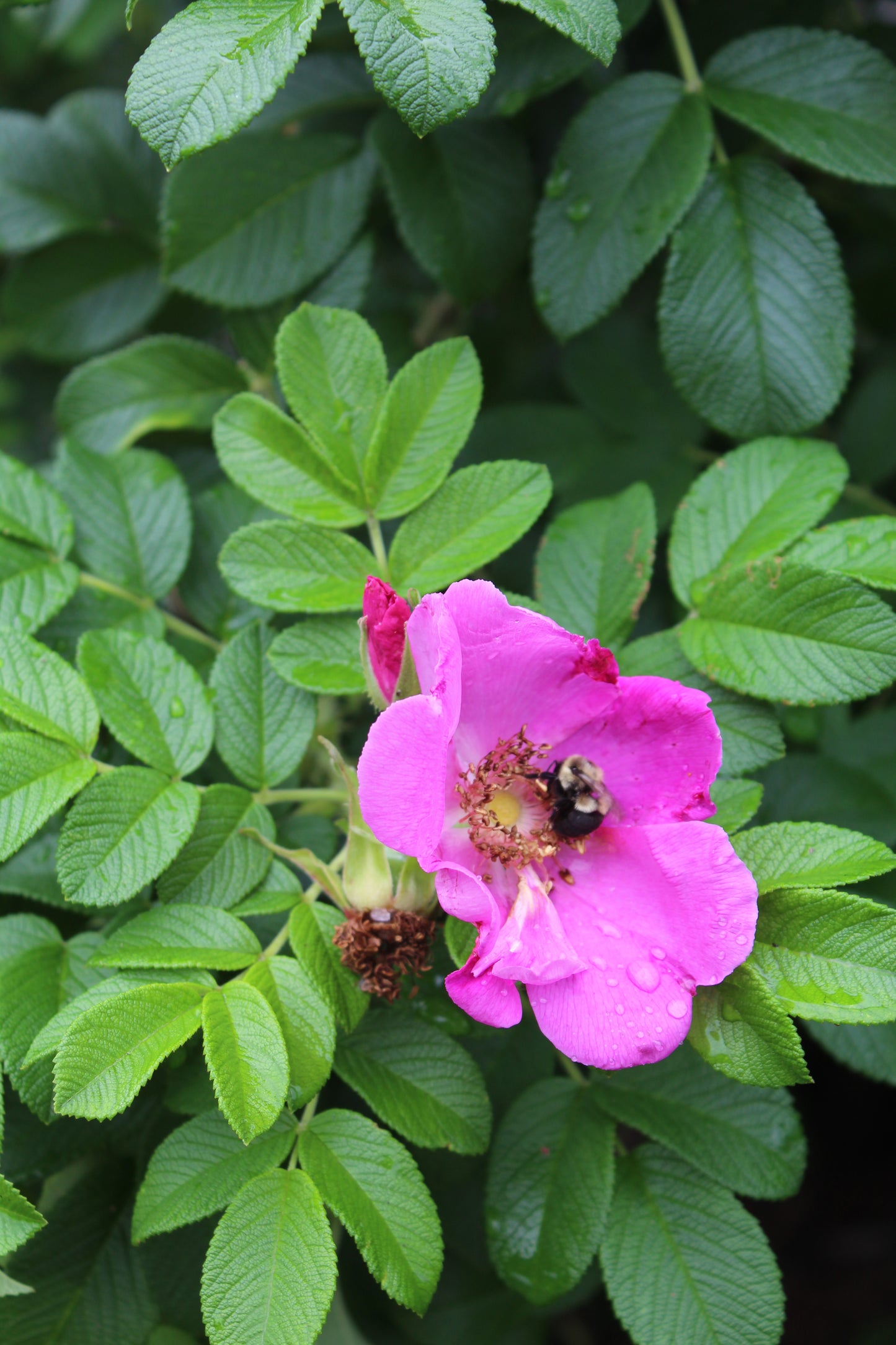ROSA RUGOSA ,2