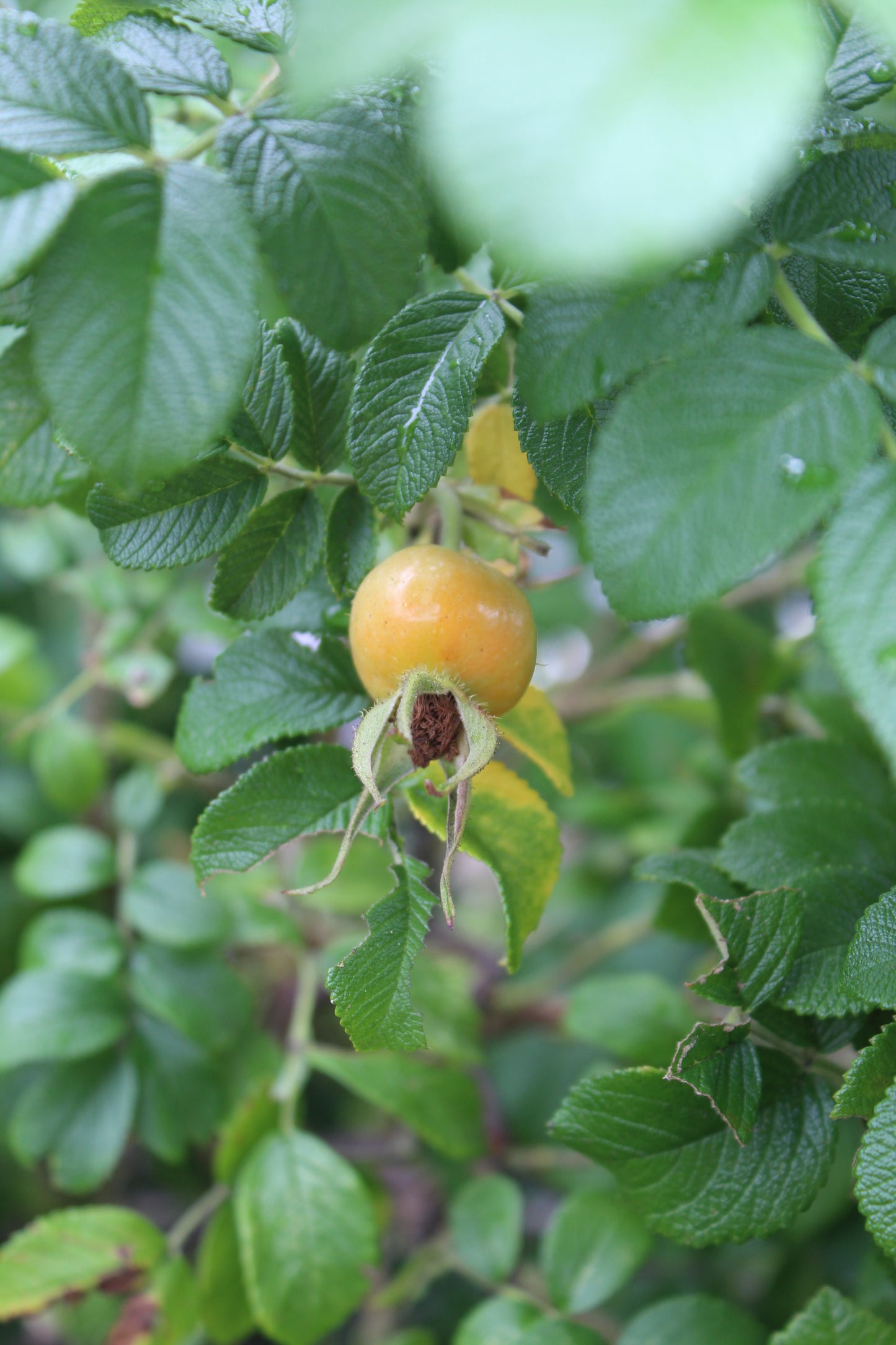 ROSA RUGOSA ,2