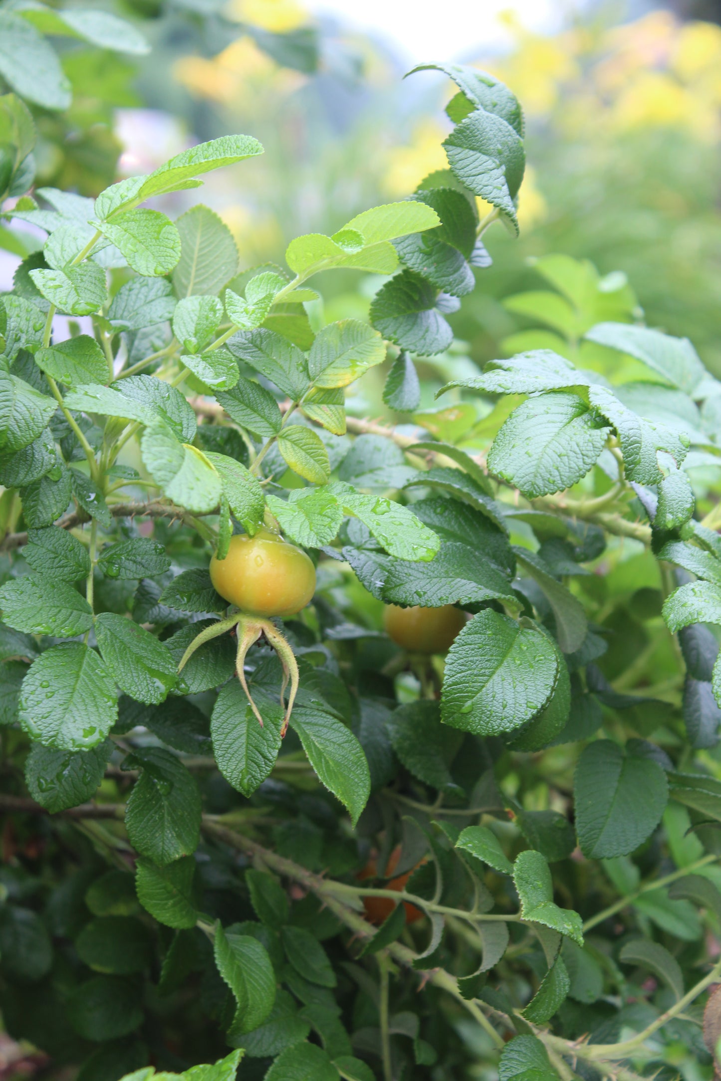 ROSA RUGOSA ,2