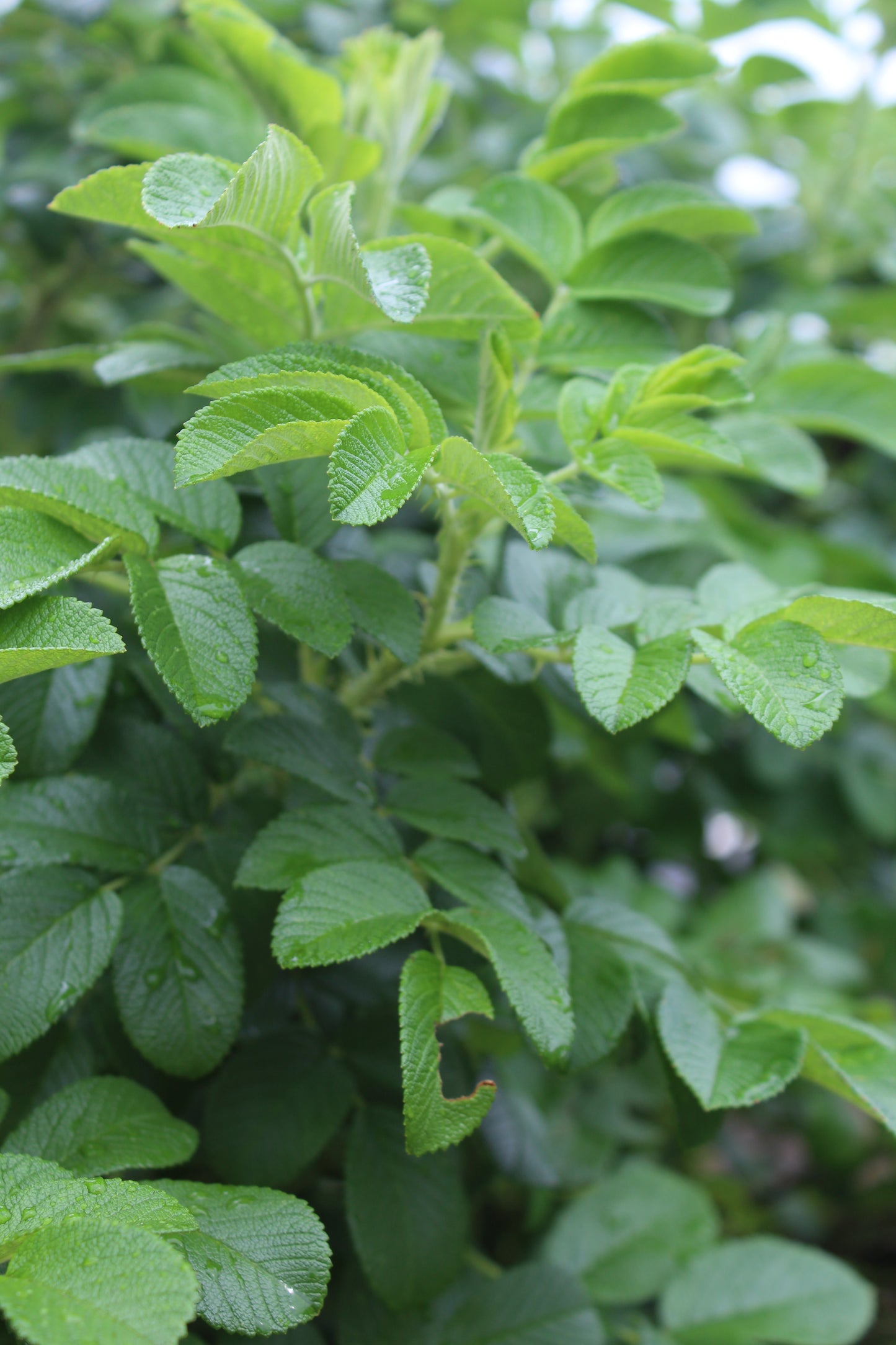 Rosa rugosa 3g