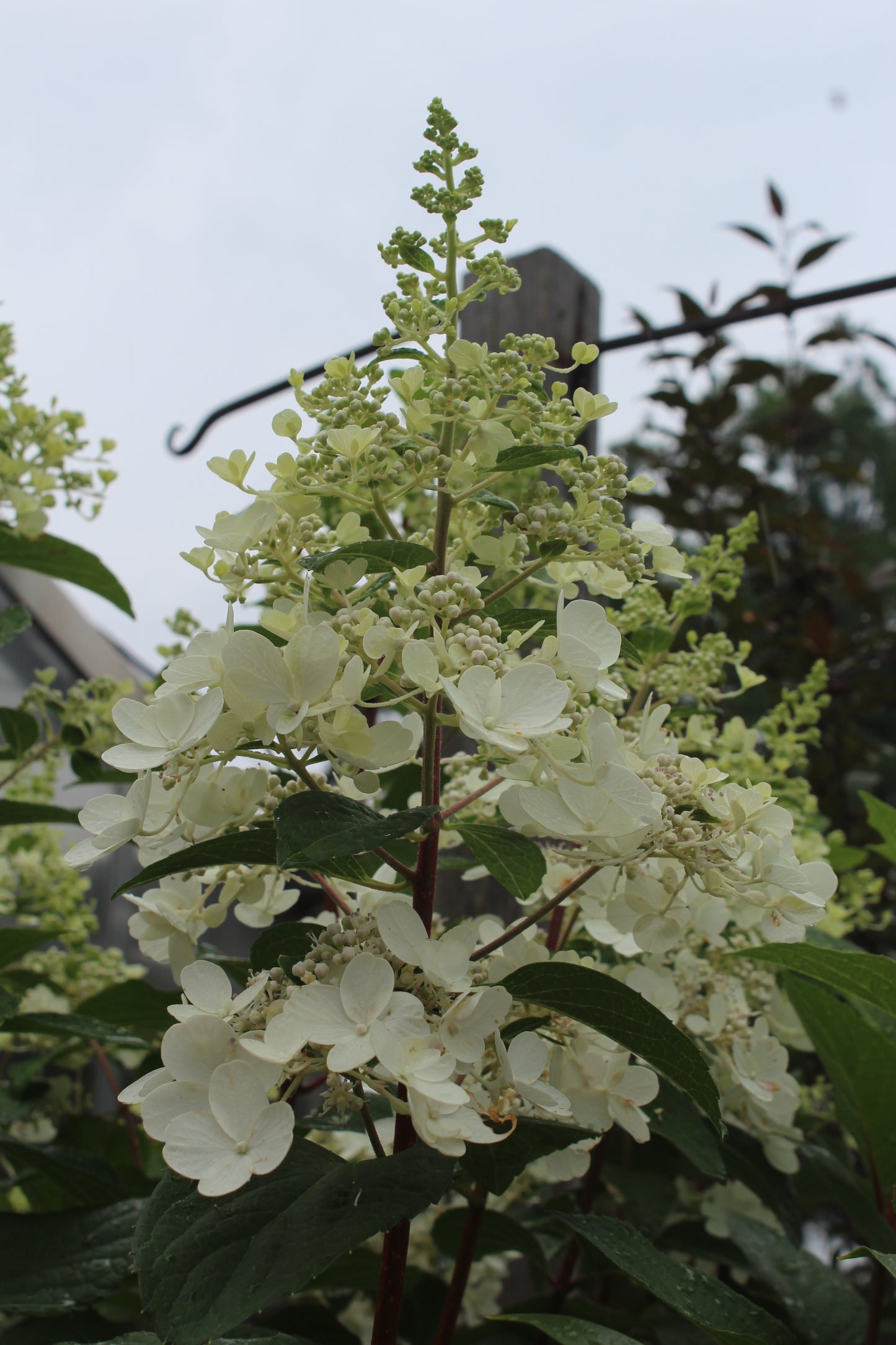 Hydrangea Pinky Winky Tree