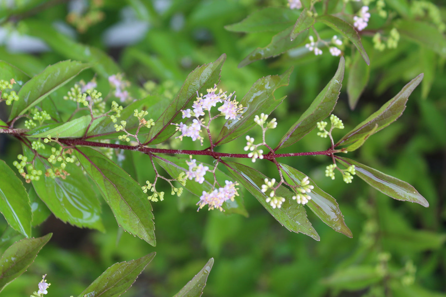 Callicarpa Beautyberry 3g