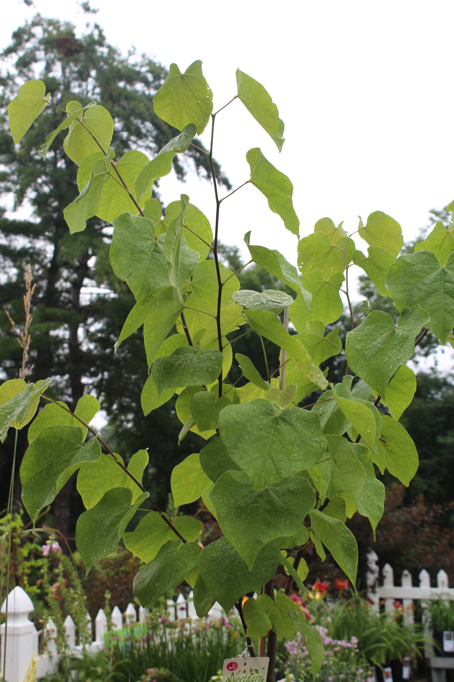 Cercis canadenis 6-8 B&B