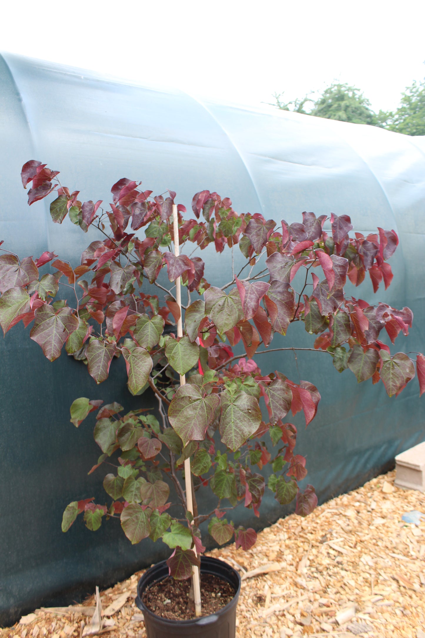 CERCIS CAN. FOREST PANSY 5g