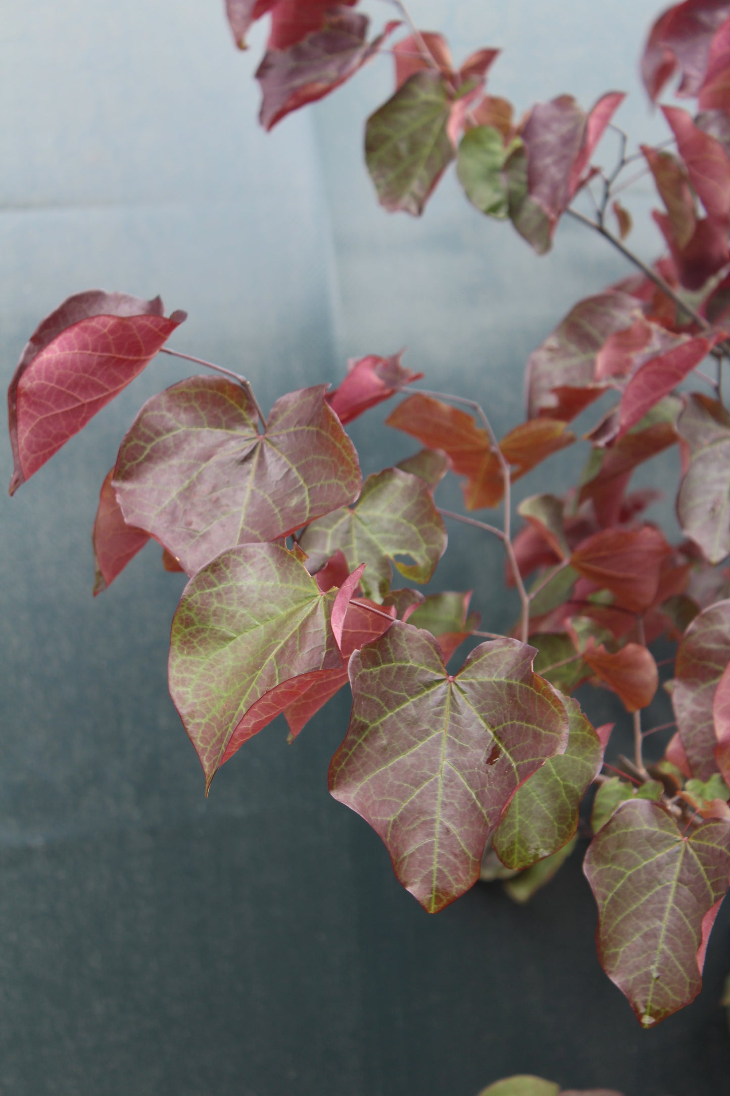 CERCIS CAN. FOREST PANSY 5g