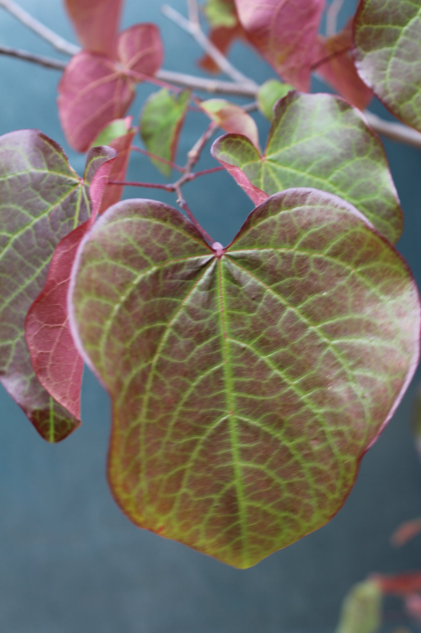 CERCIS CAN. `FOREST PANSY` ,