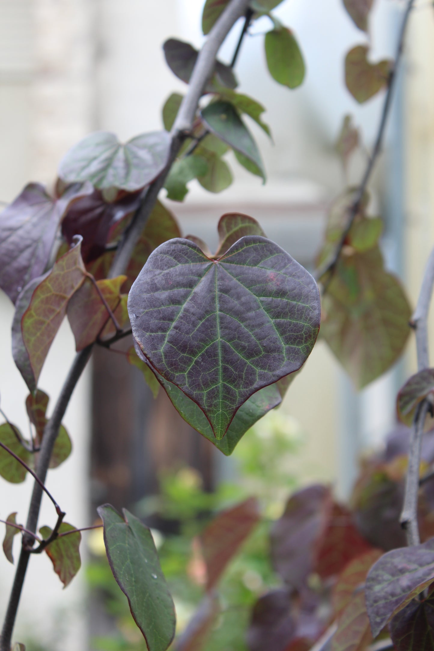 Cercis Ruby Falls 15g