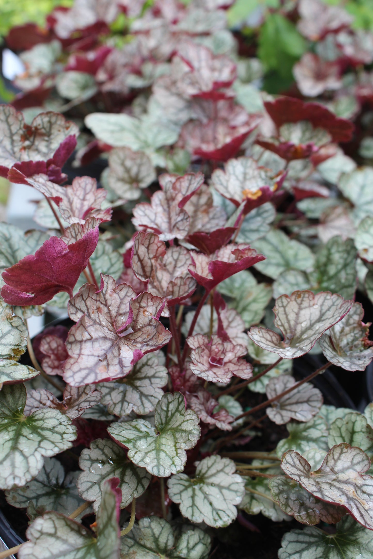 Heuchera Silver Scrolls 1g