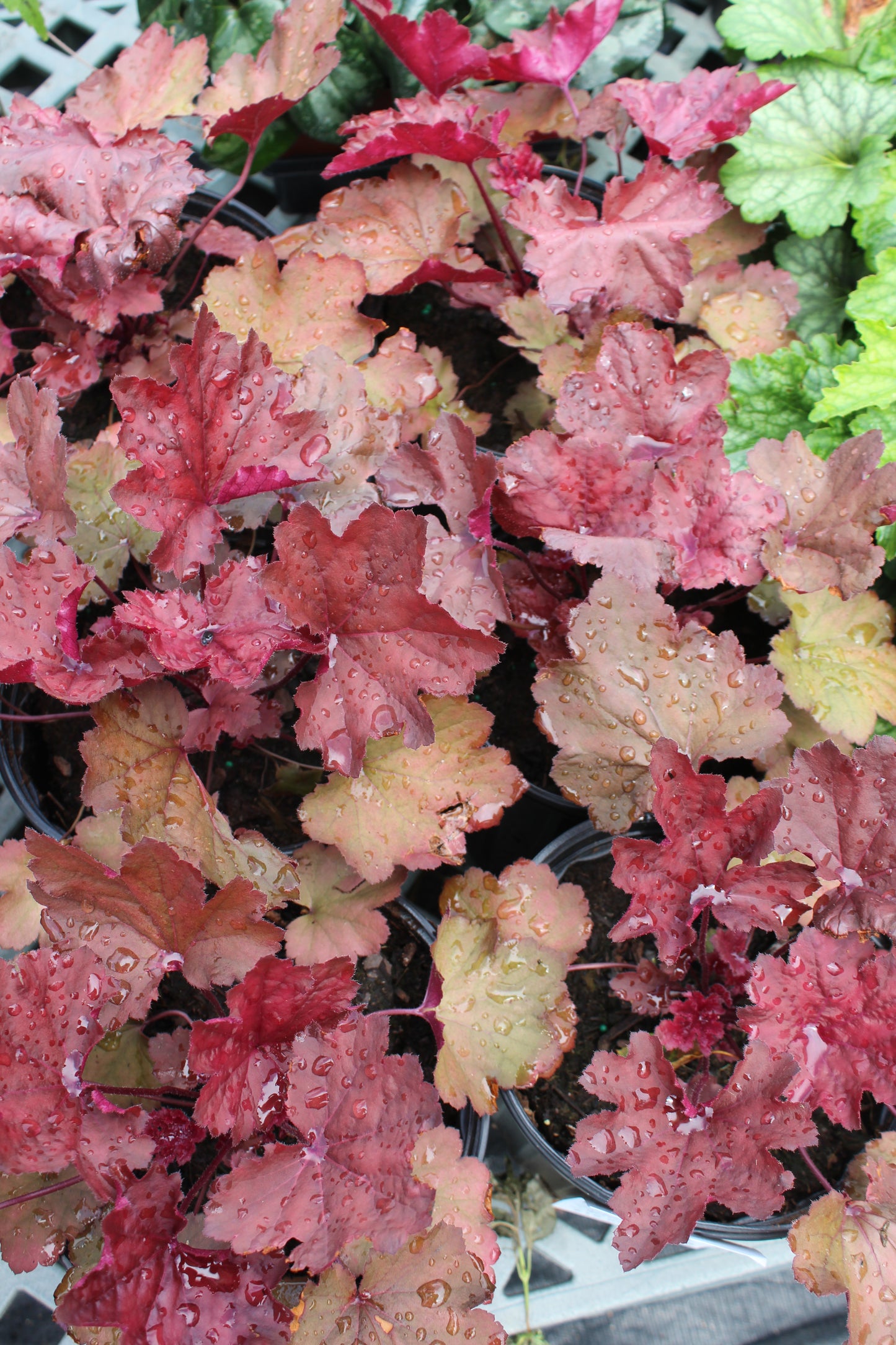 Heuchera Magma Quart