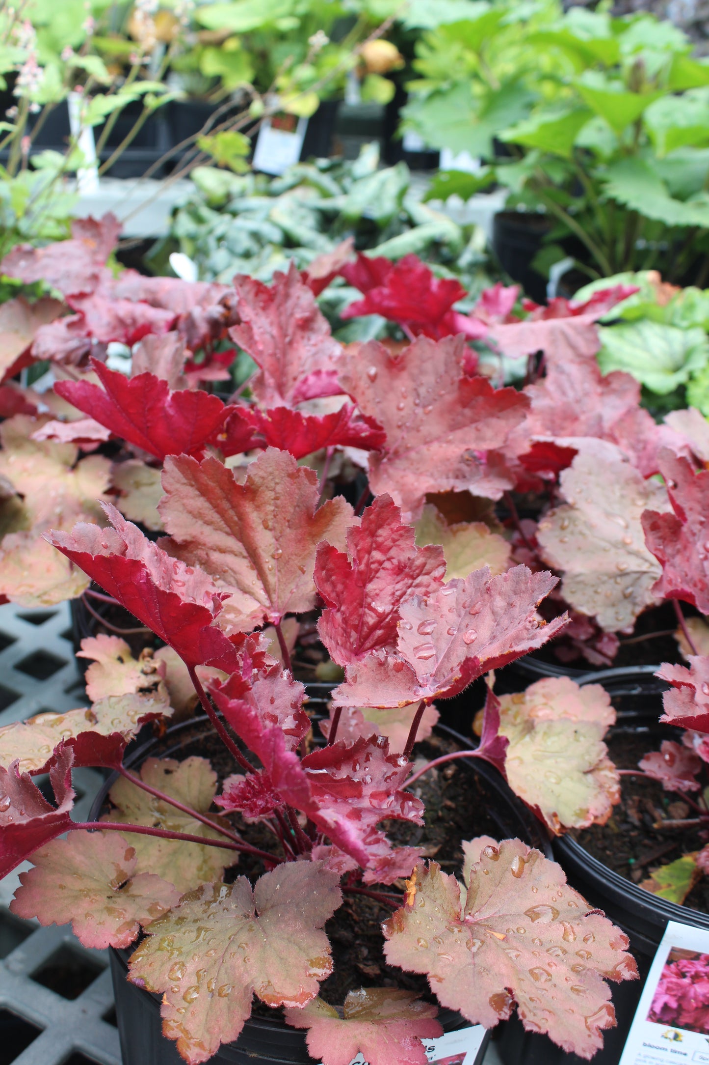 Heuchera Magma Quart