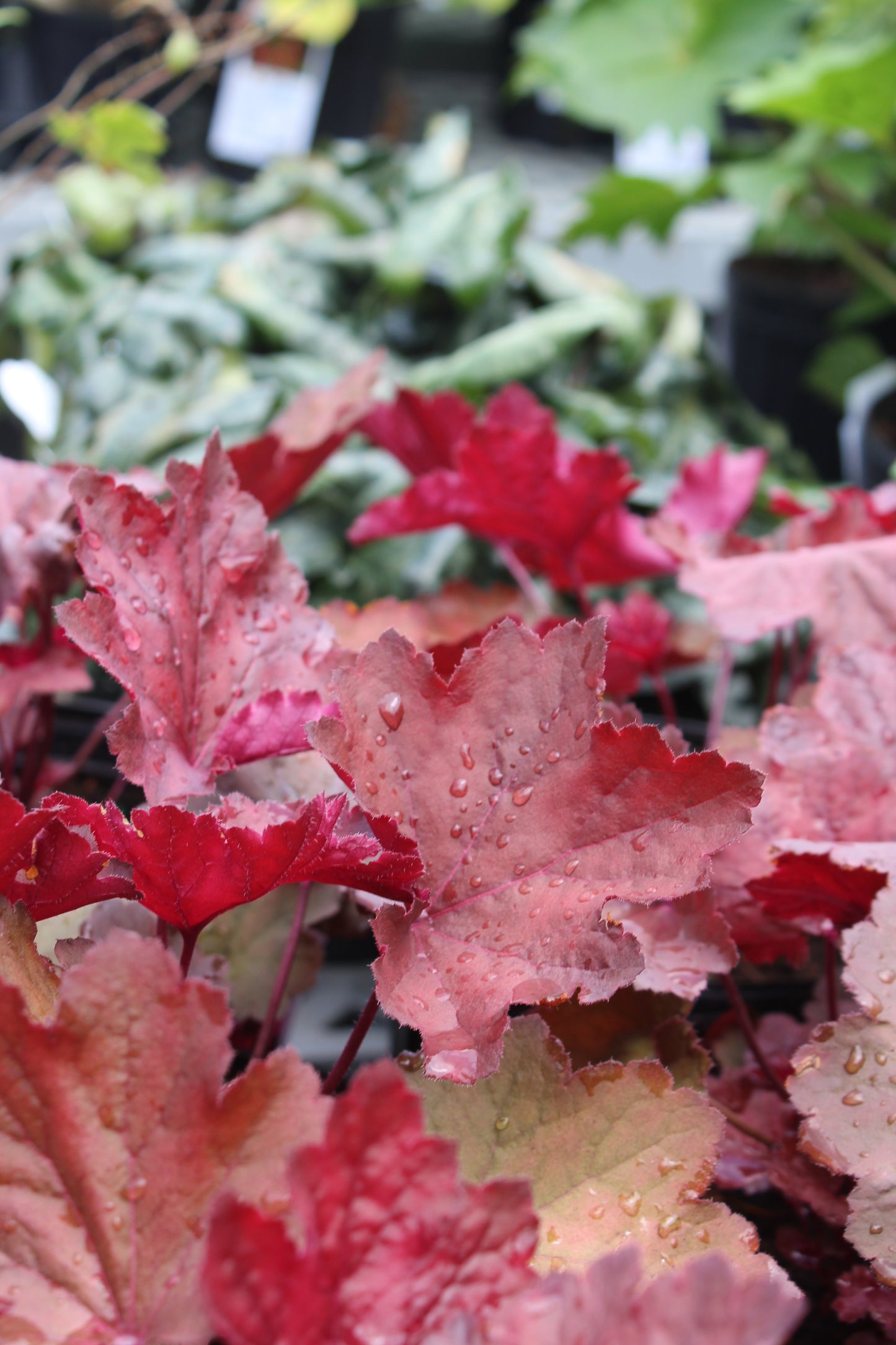 Heuchera Magma Quart