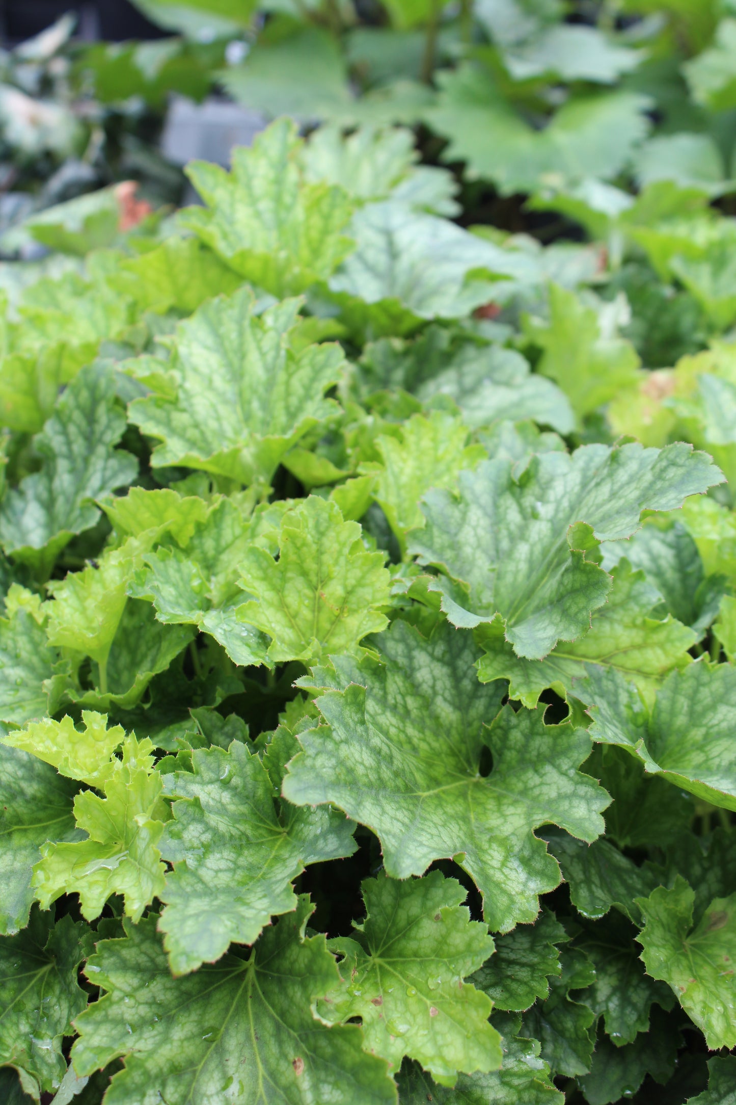 HEUCHERA Carnival Coco Mint 1g