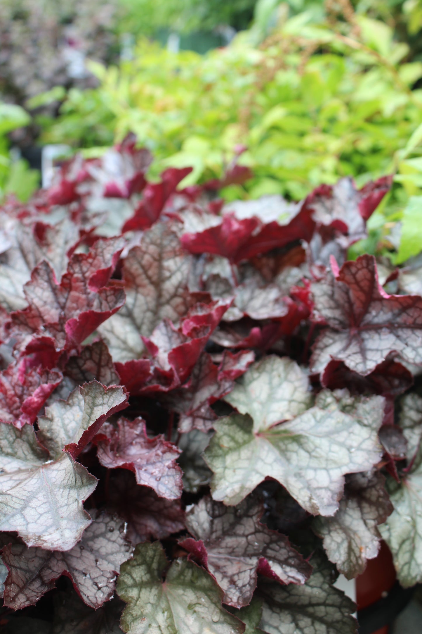 HEUCHERA Carnival Plum Crazy 1g