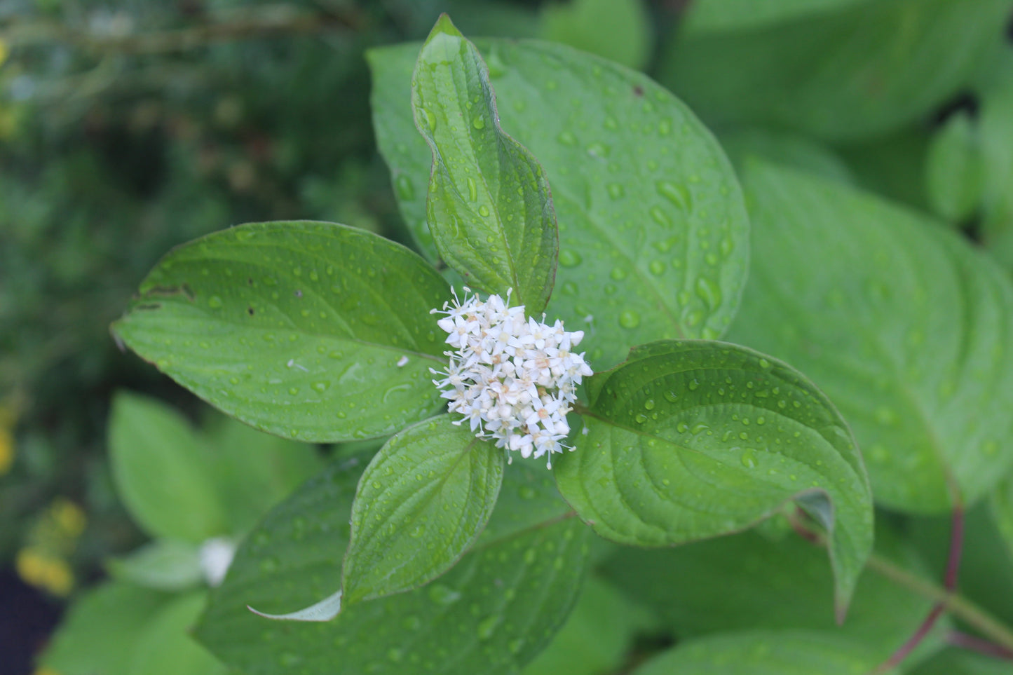 CORNUS ALBA `NEON BURST 3g