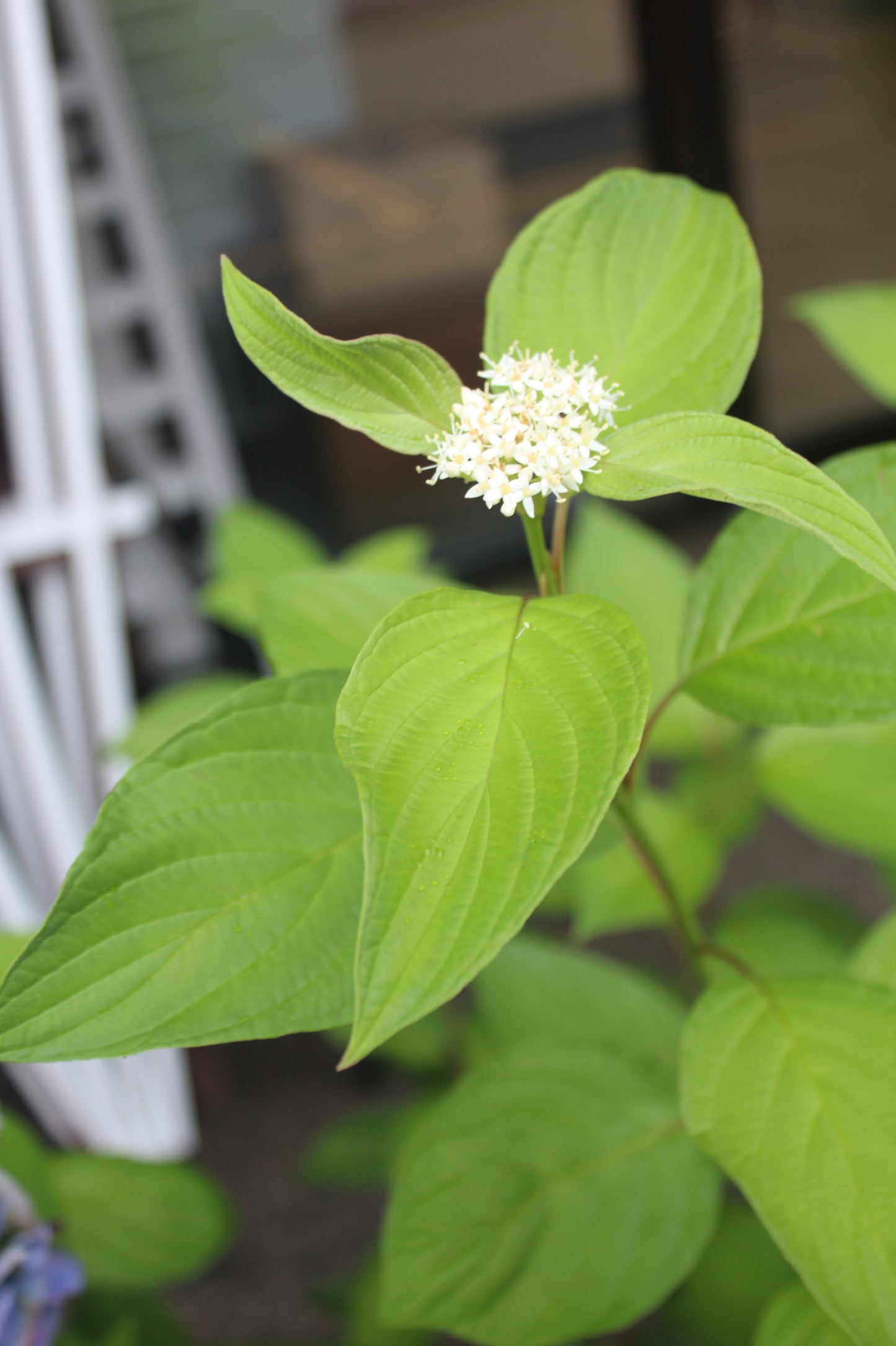 CORNUS ALBA `NEON BURST 3g